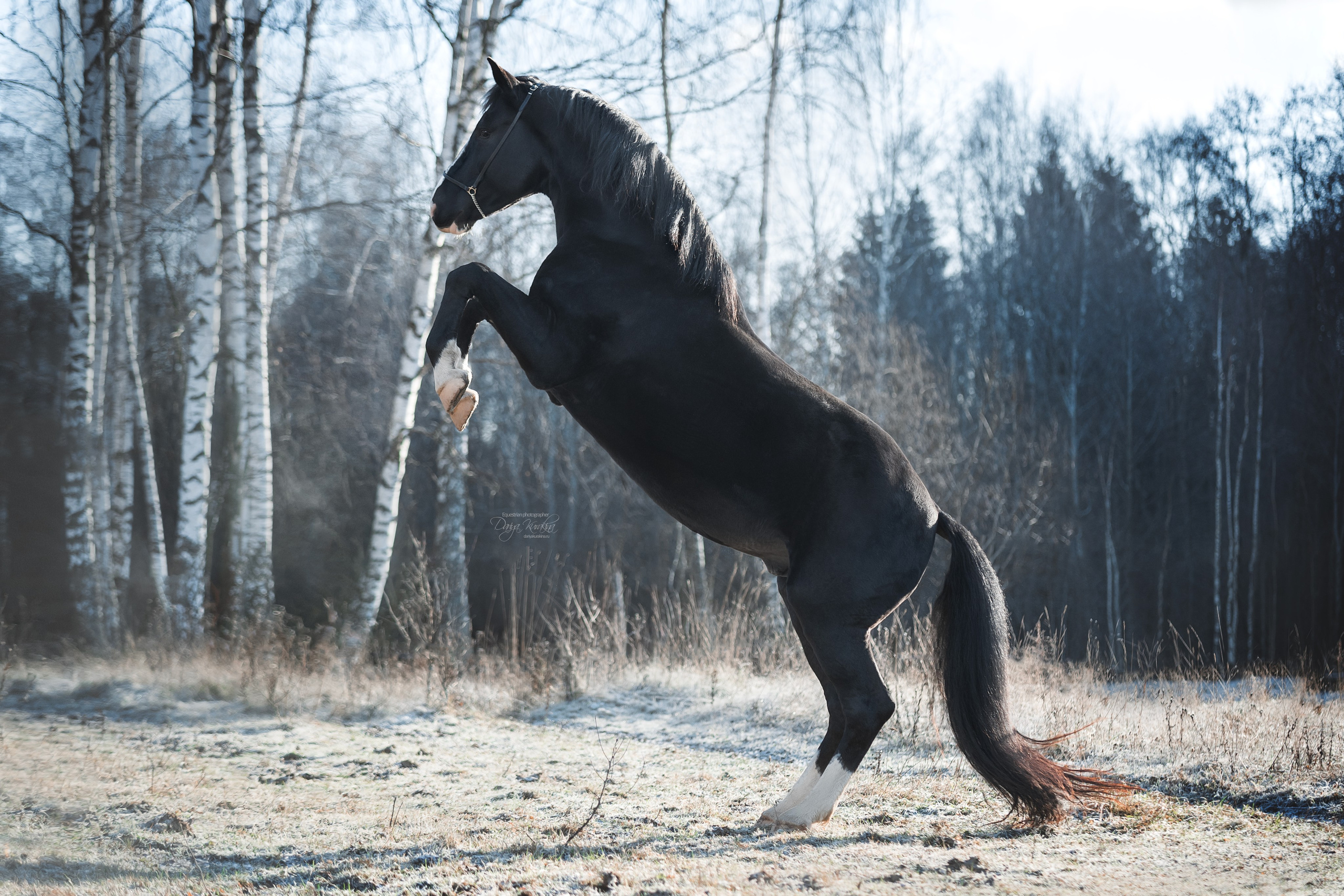 Komardins. Конный фотограф Куракина Дарья • Фотосессии с лошадьми