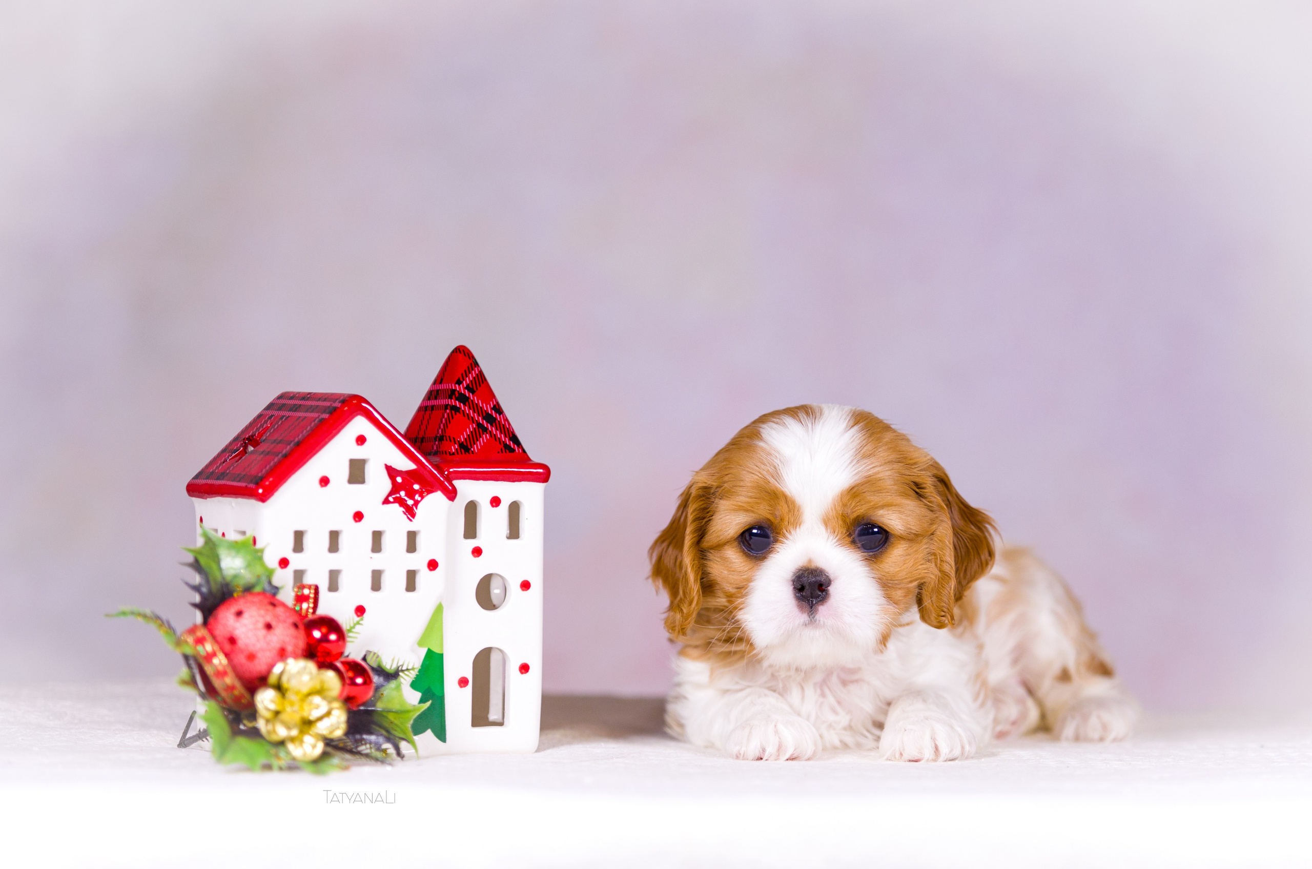 Кавалер-Кинг-Чарльз-Спаниель. Фотограф — анималист Татьяна Ли