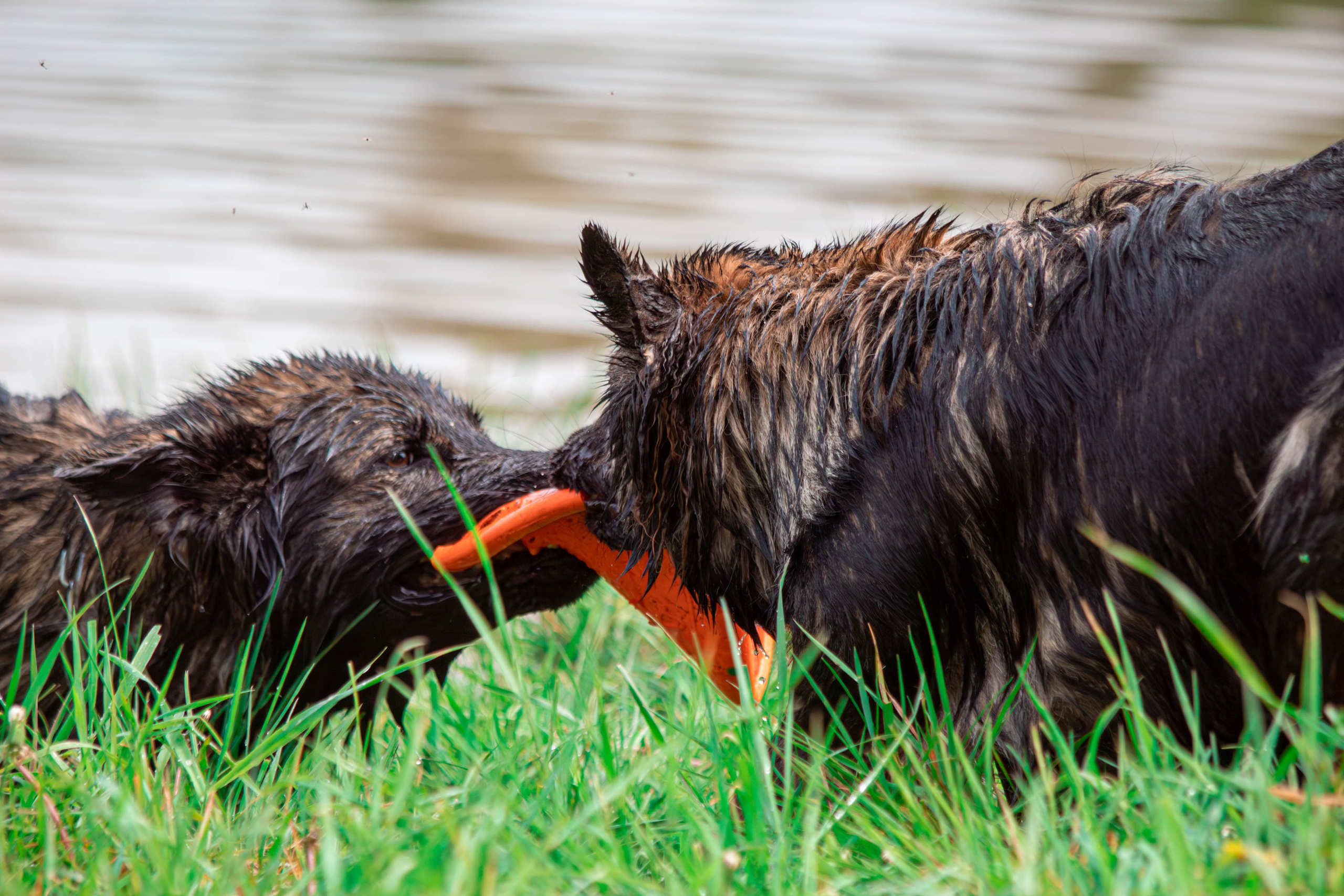Фотосессии с животными Тула. Фотограф анималист — Тула, Москва