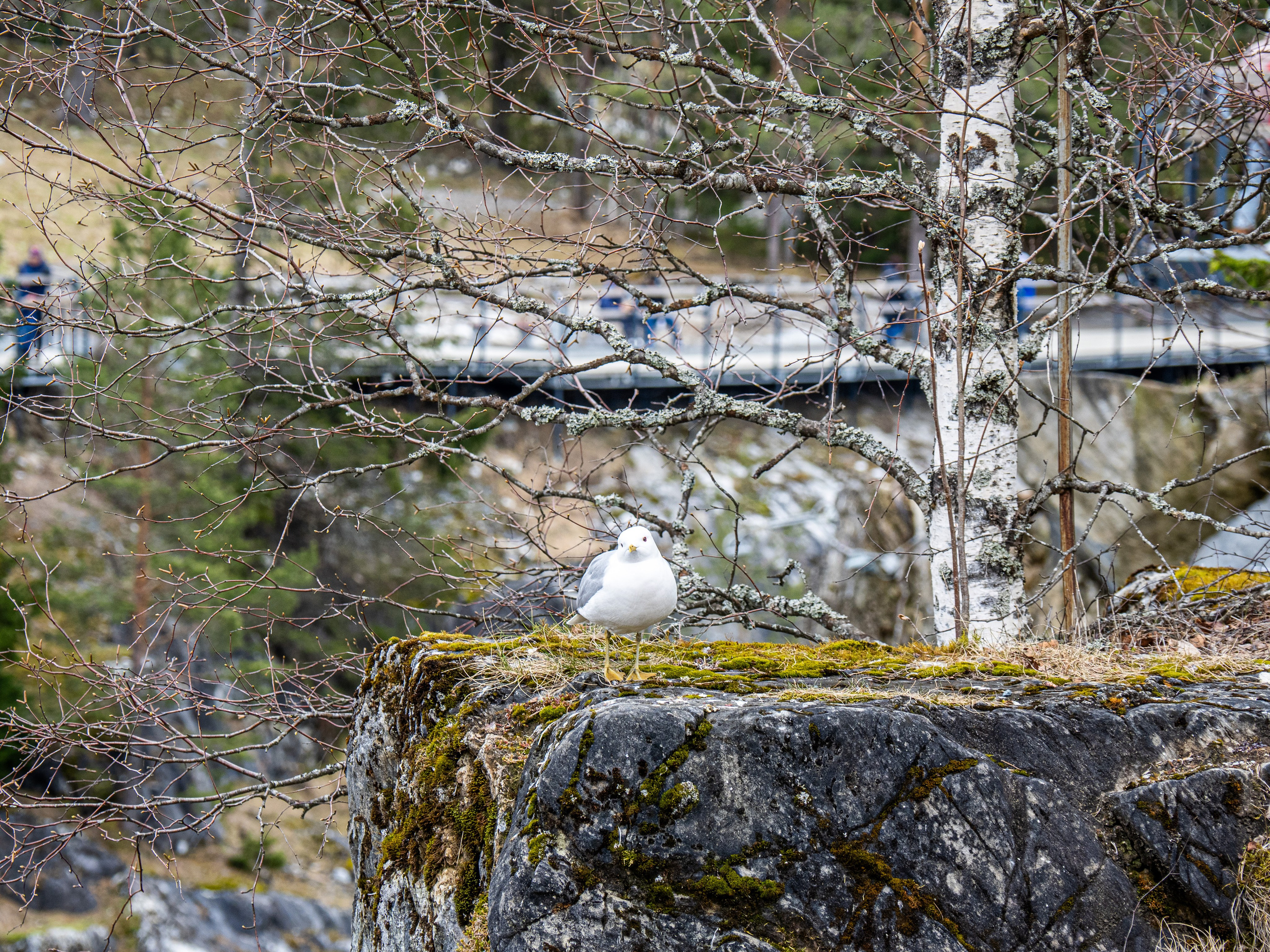 Кронштадт-Сортавала-Валаам-Выборг. Творческие сьемки