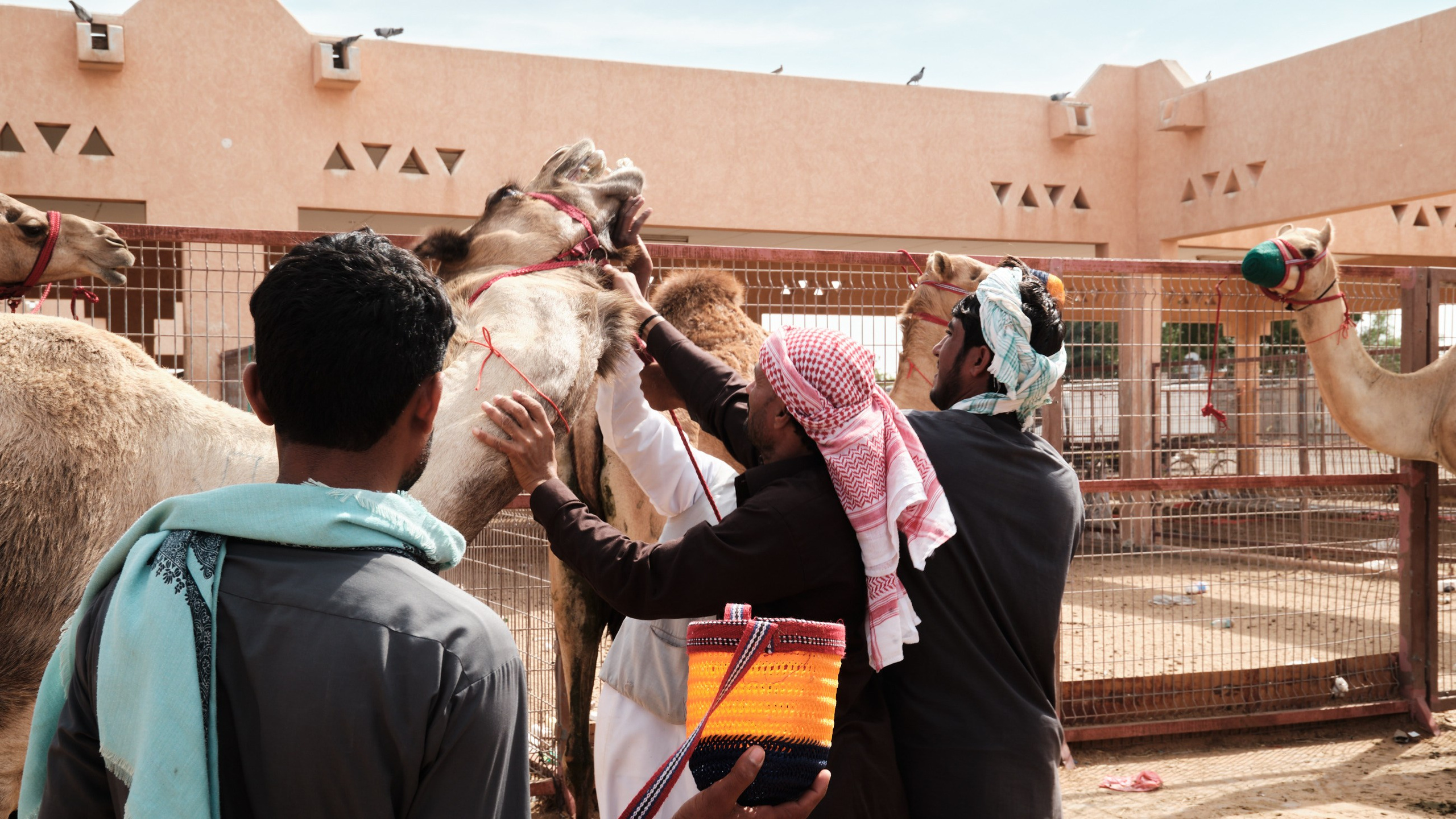 Оман. ОАЭ. Катар. Бахрейн. Юрий Березнюк. Фотожурналистика