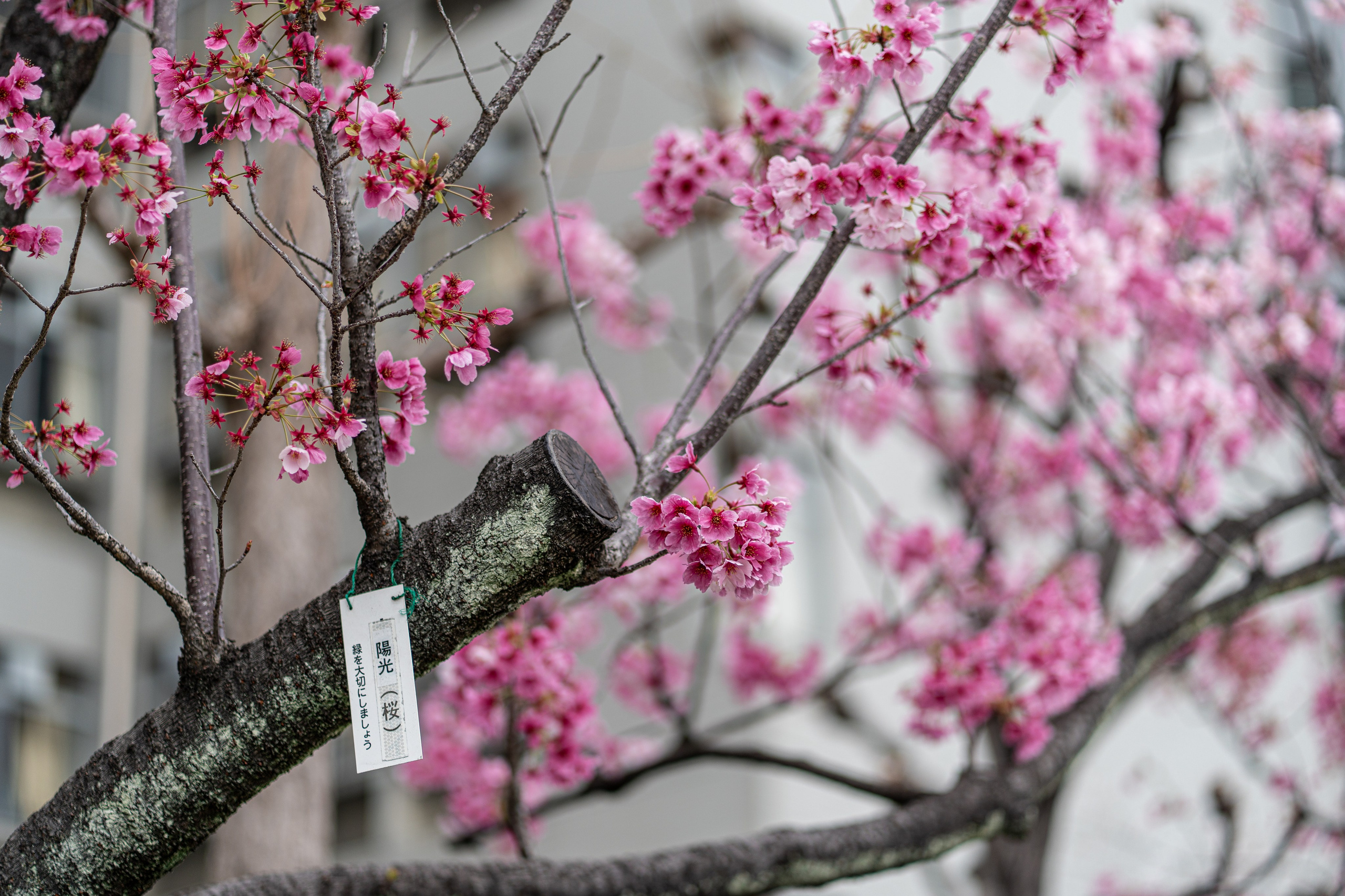 Япония, сакура. Творческие сьемки