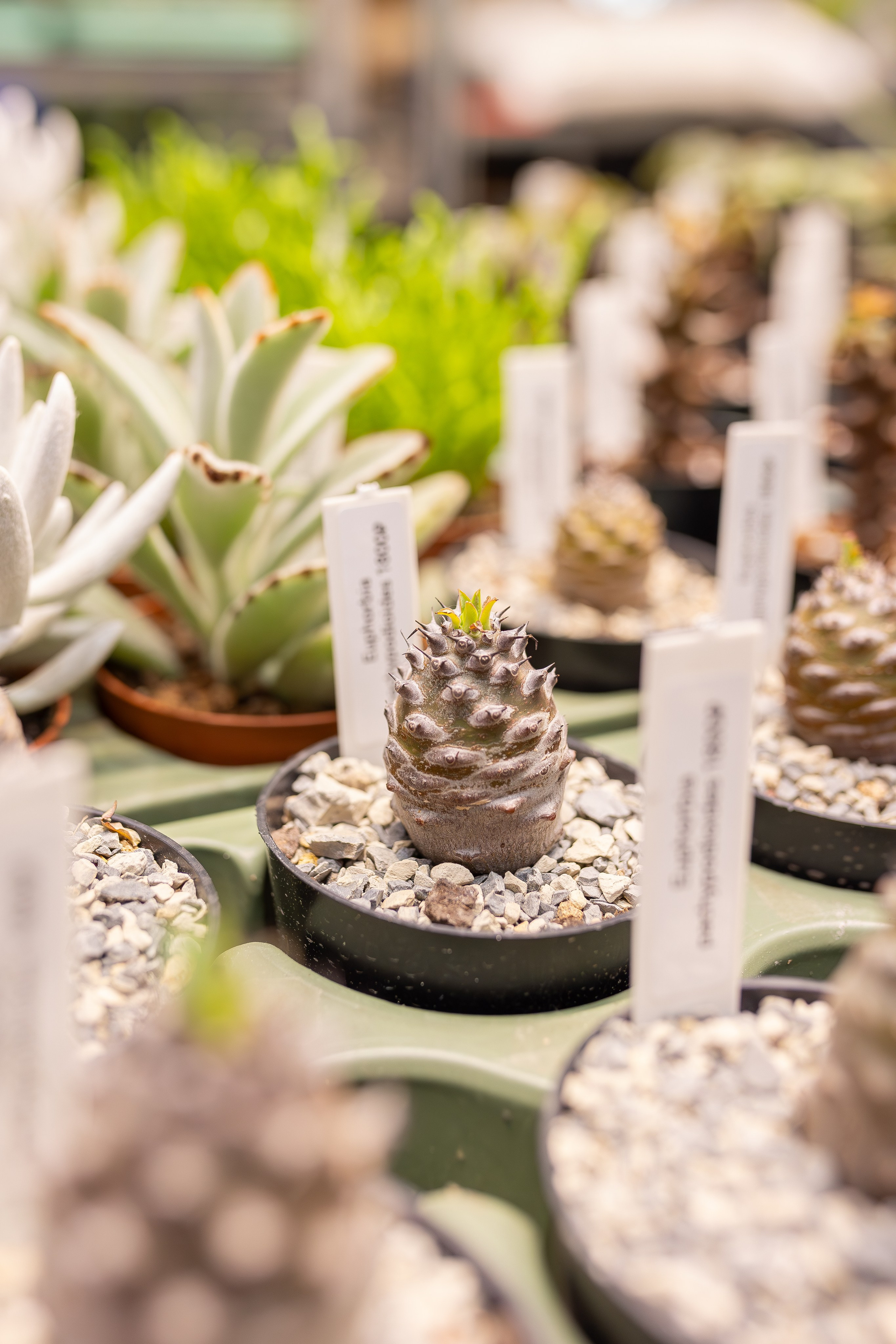 Монстериум апрель 2026. Александра Куликова фотограф, Москва