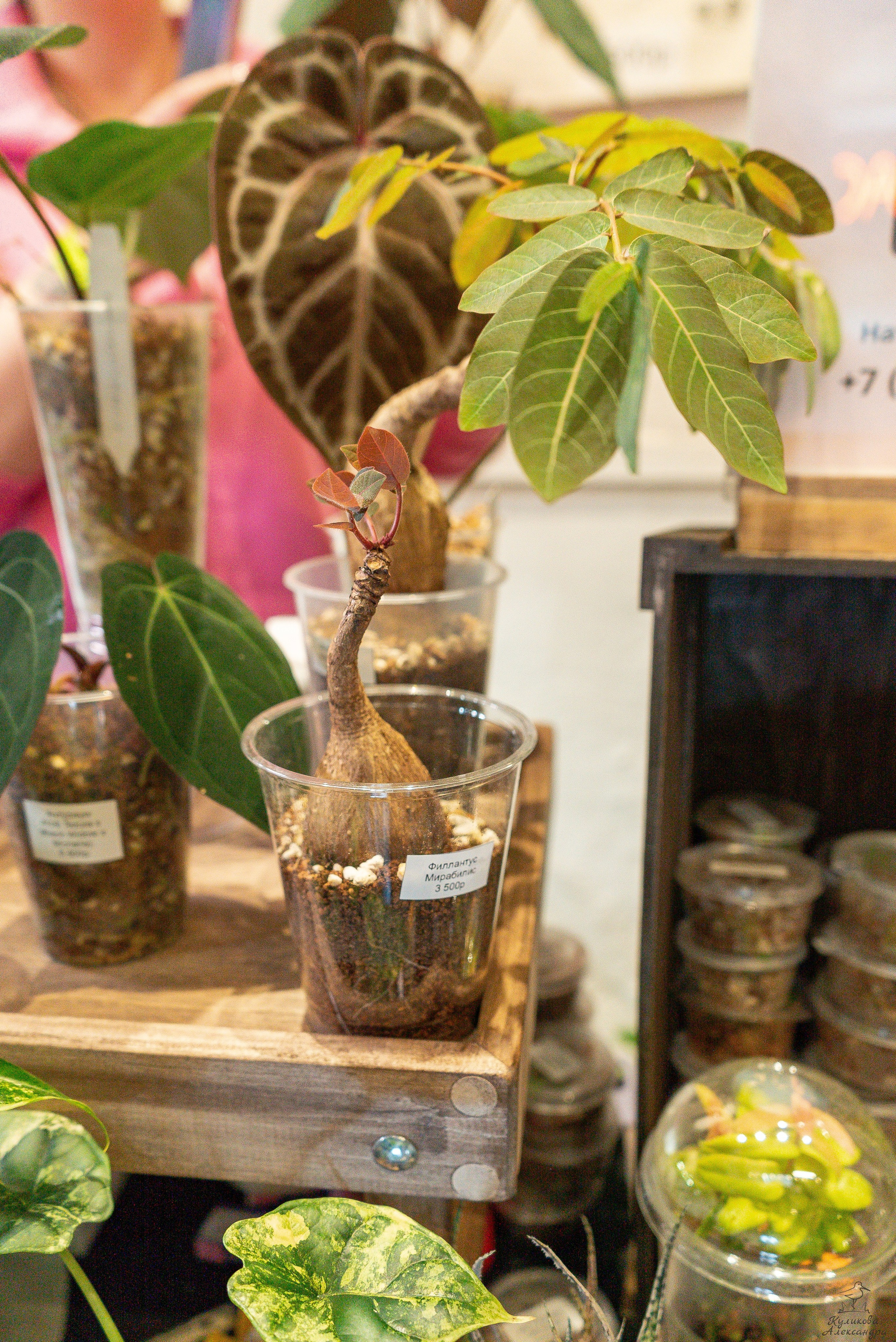 Гроубокс Артплей апрель. Александра Куликова фотограф, Москва