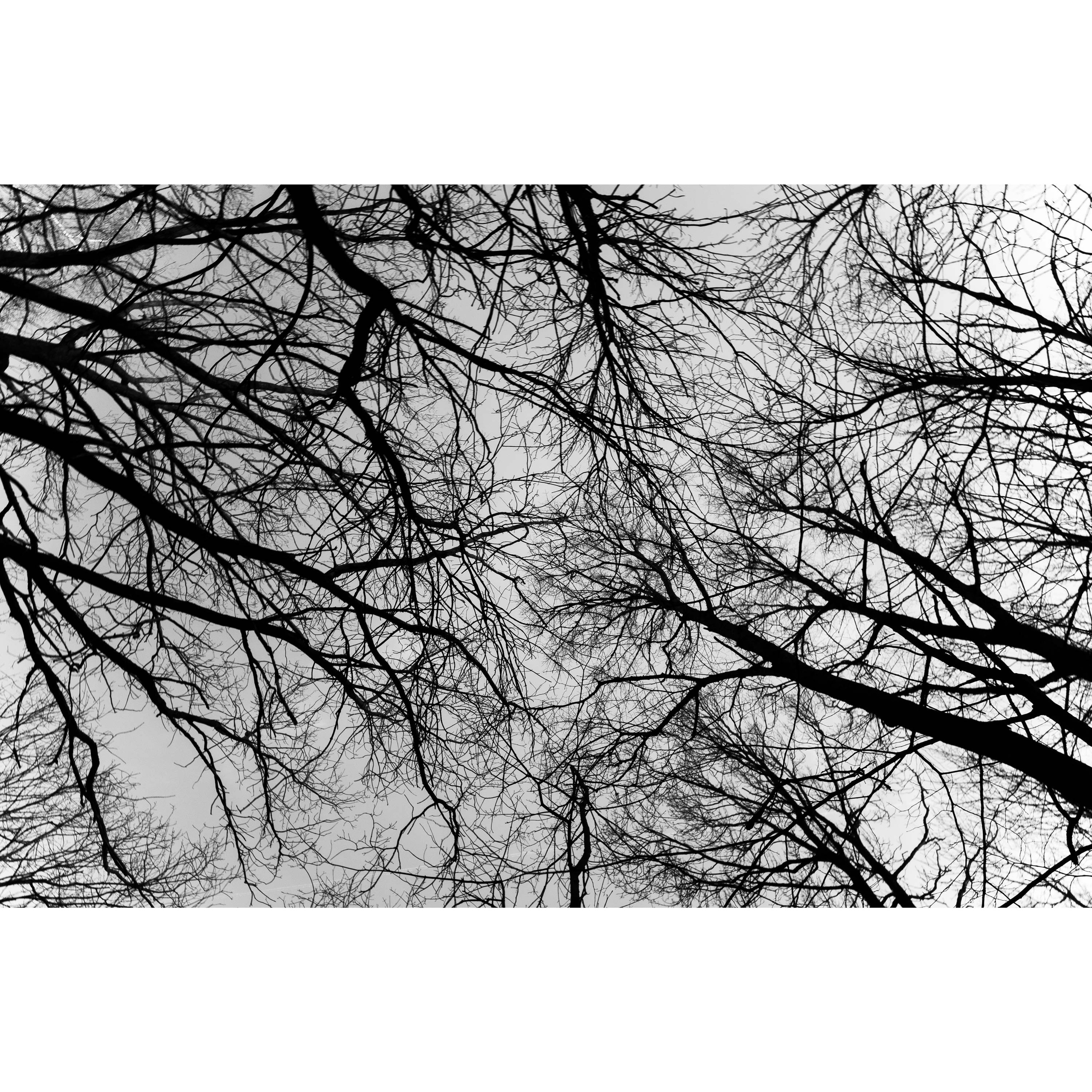 Голые деревья. Щелковский хутор. Нижний Новгород