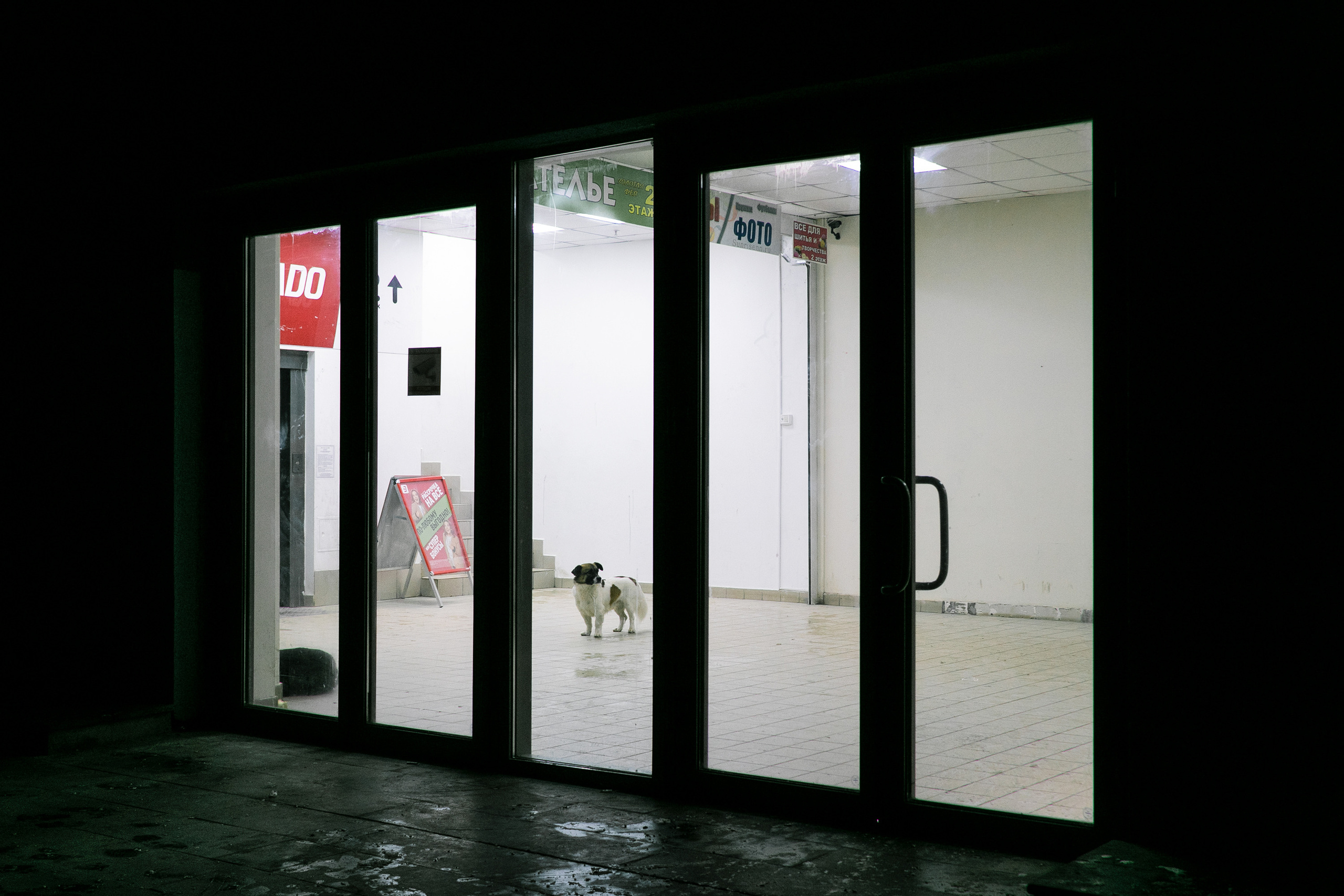 Собака в дверях торгового центра ЖК Молодежный.  Нижний Новгород. Автозавод.