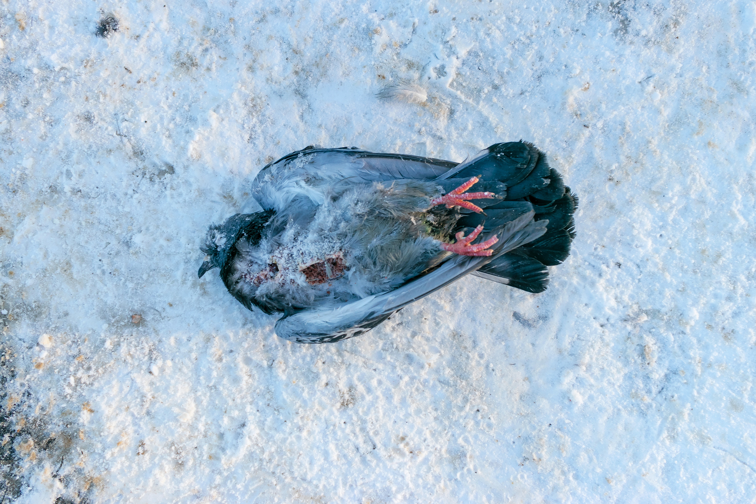 г. Нижний Новгород, Автозавод, Замерзший мертвый голубь