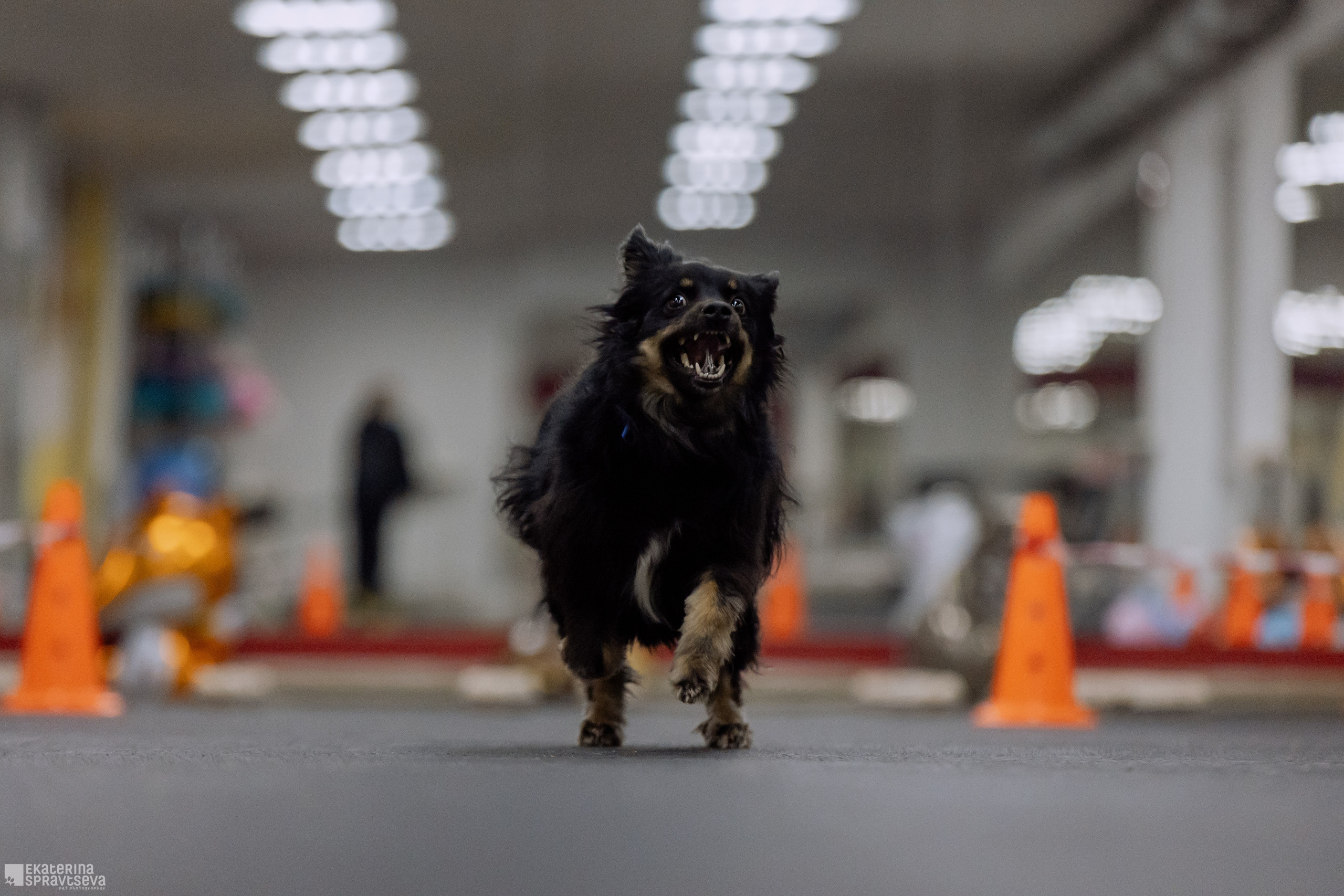 Праздник NoseWork. Фотограф Анималист Екатерина Справцева в Нижнем Новгороде