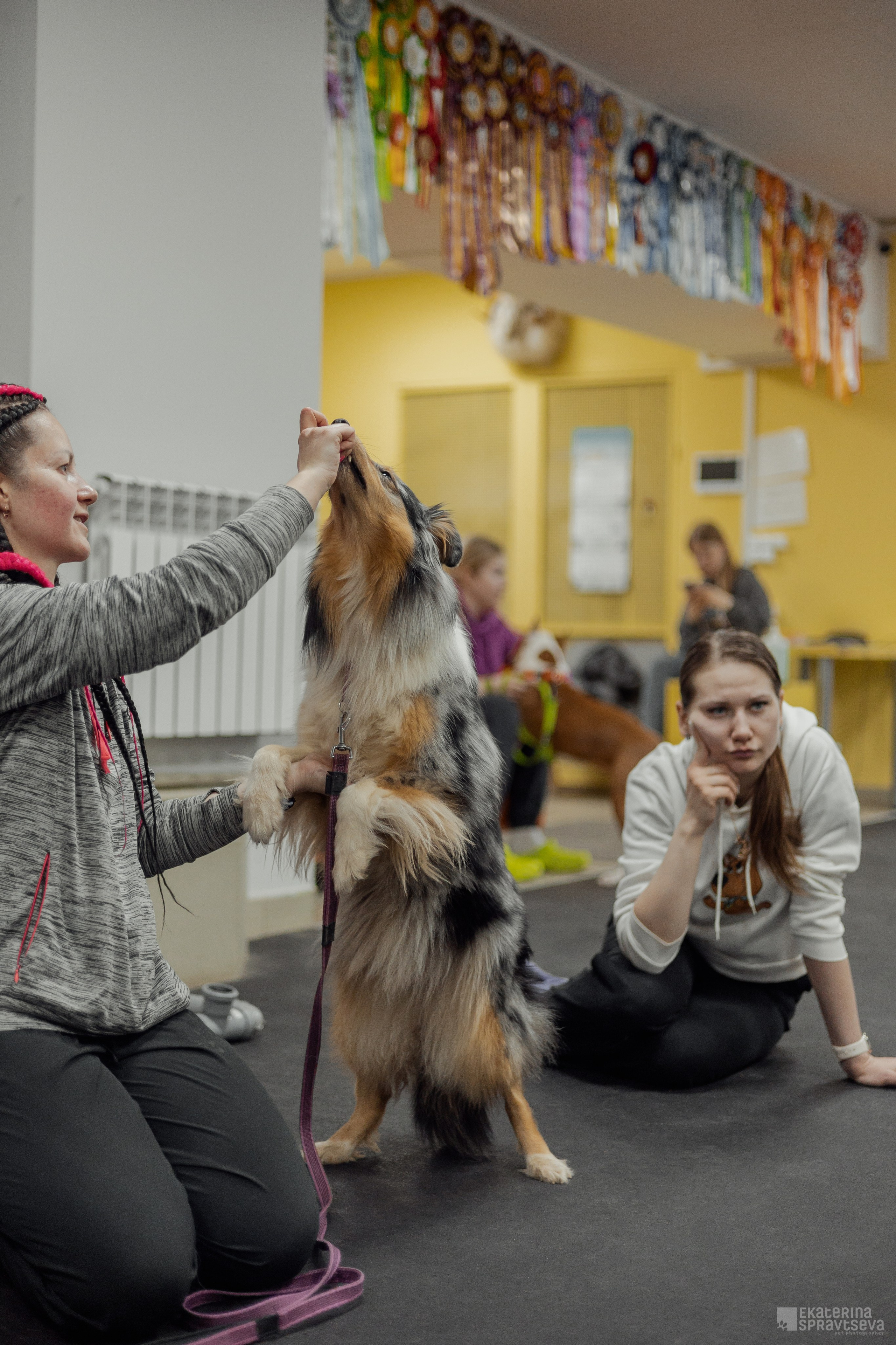 NoseWork. Фотограф Анималист Екатерина Справцева в Нижнем Новгороде
