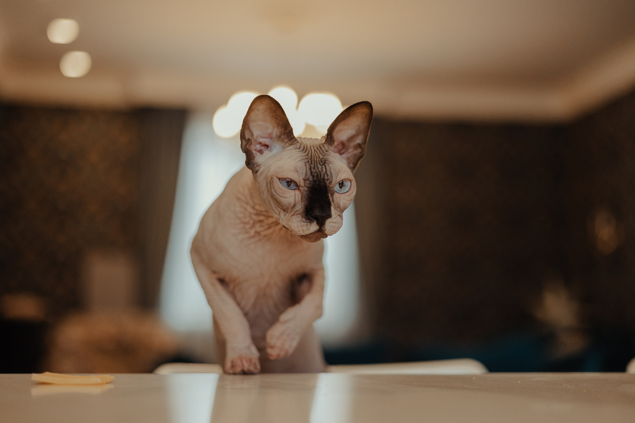 Алина, Илья и их хвосты. Фотограф Анималист Екатерина Справцева в Нижнем Новгороде