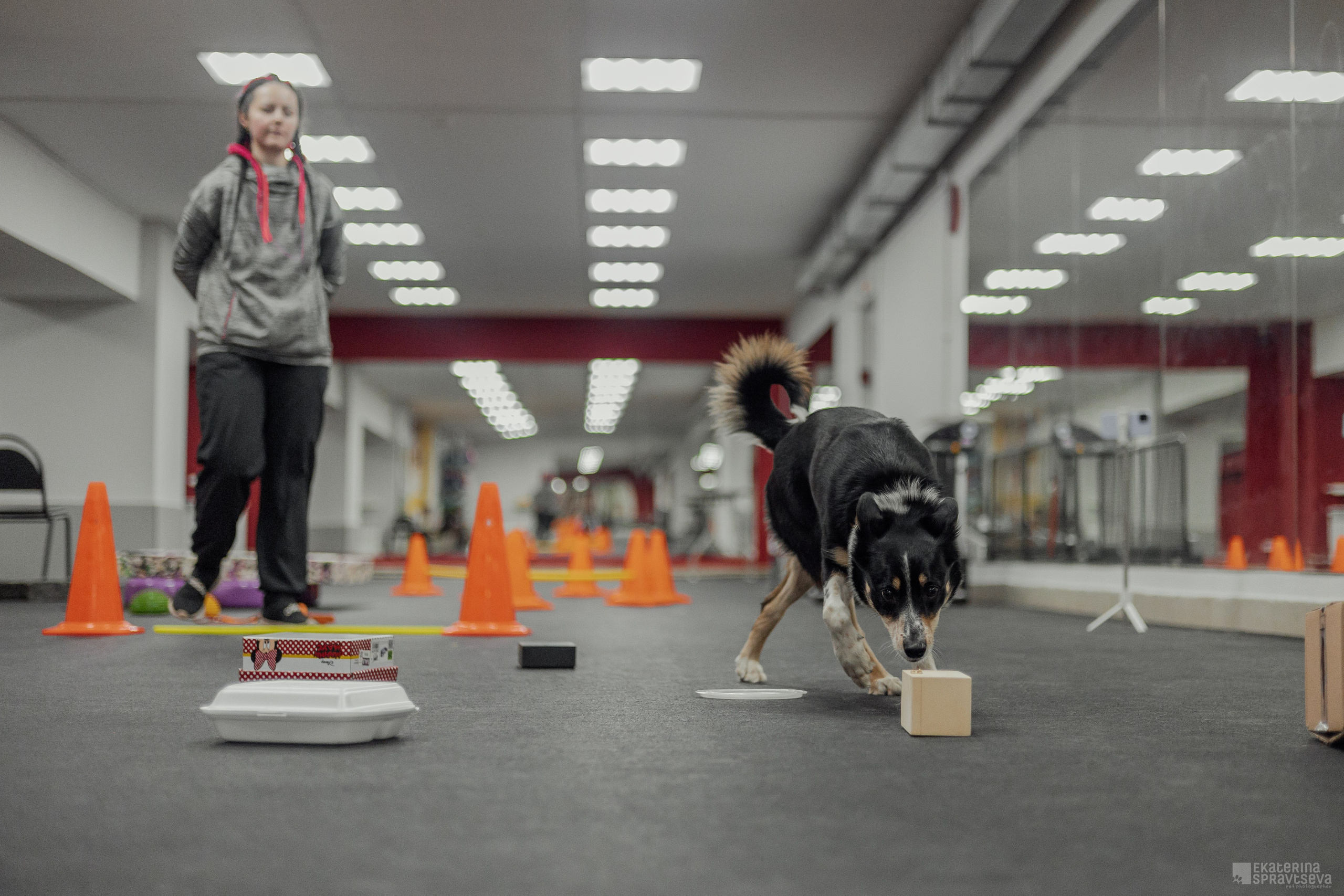 NoseWork. Фотограф Анималист Екатерина Справцева в Нижнем Новгороде