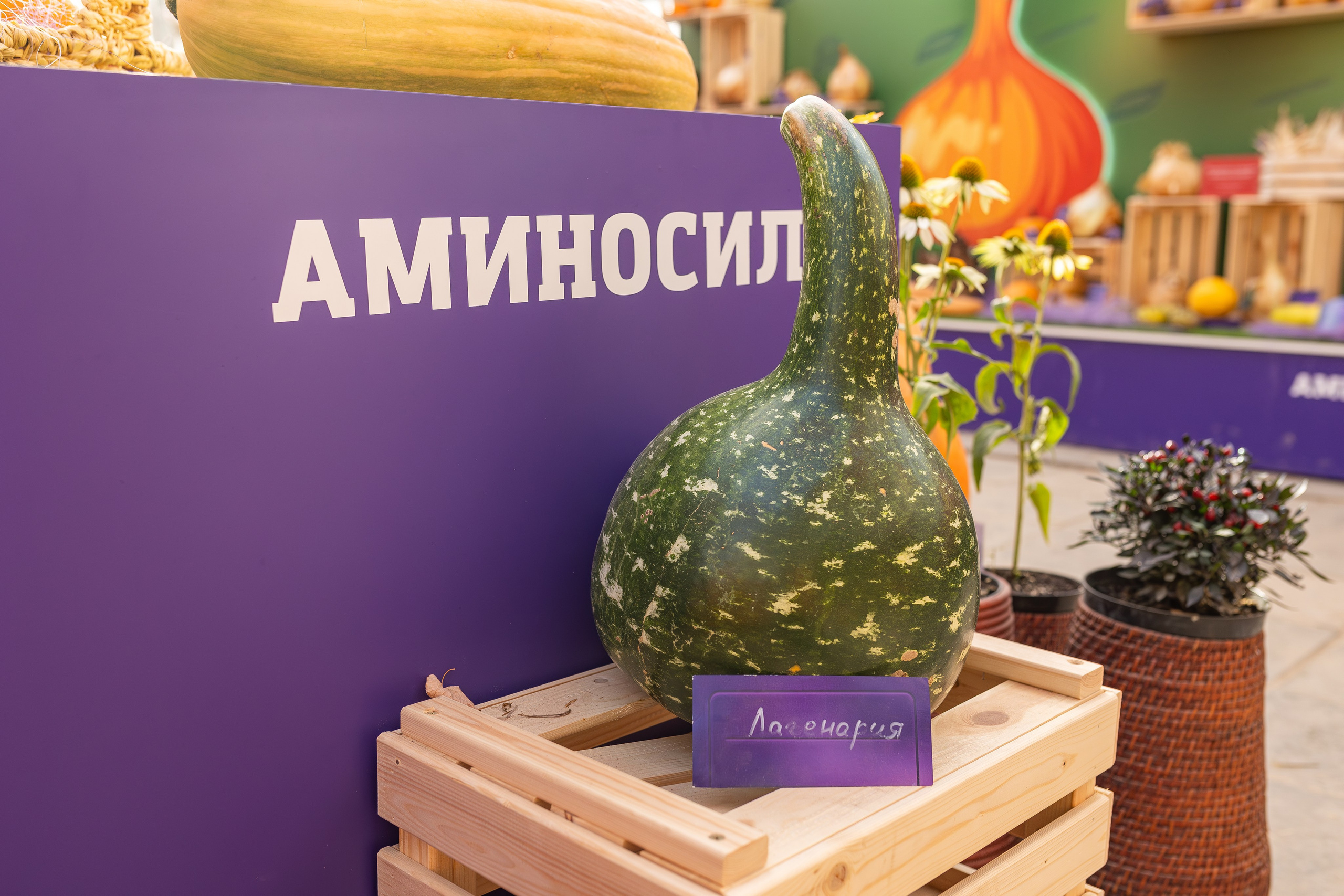 Овощи-гиганты. Александра Куликова фотограф, Москва