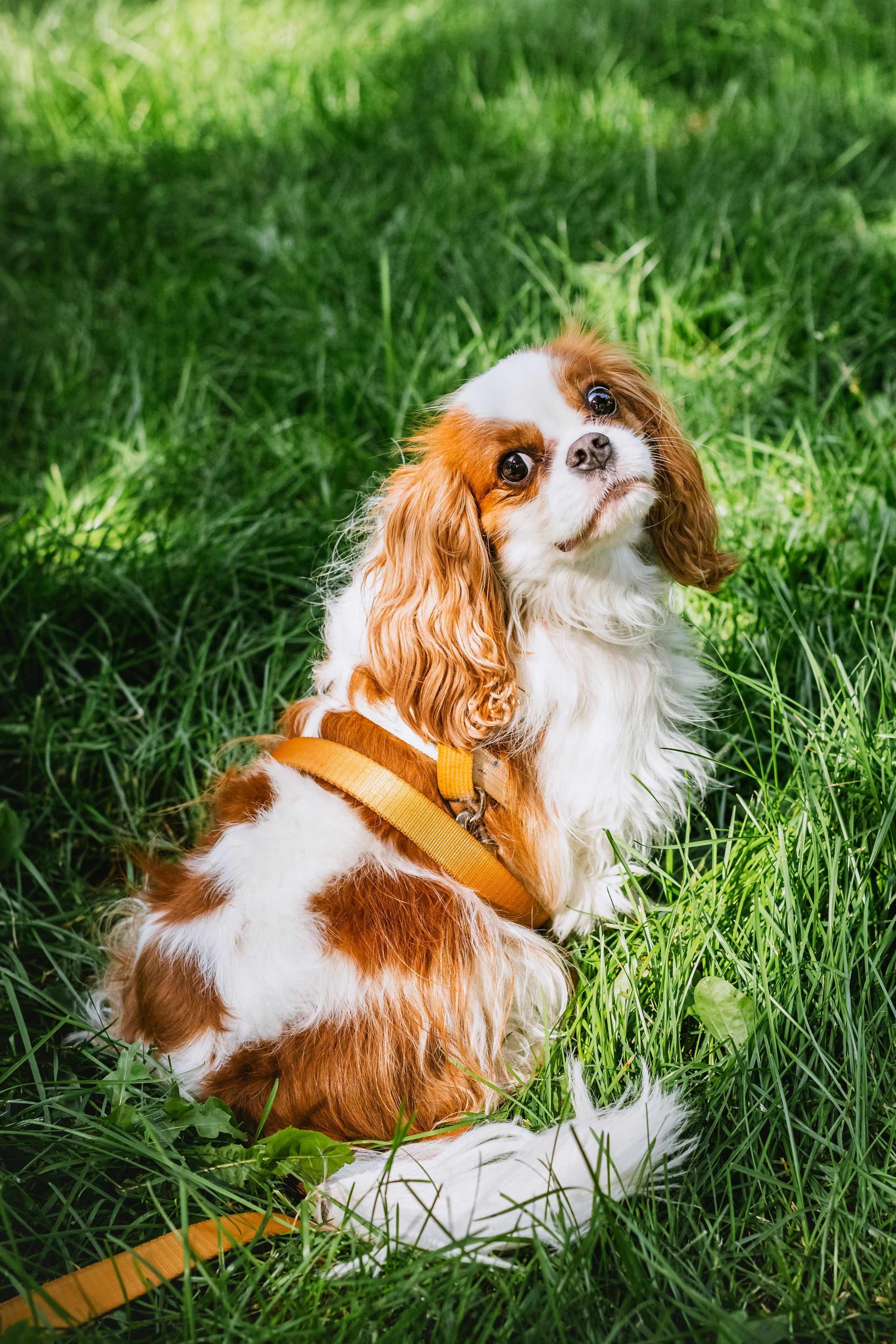 Фотопрогулка на бульваре. Фотограф-анималист Татьяна Степанова