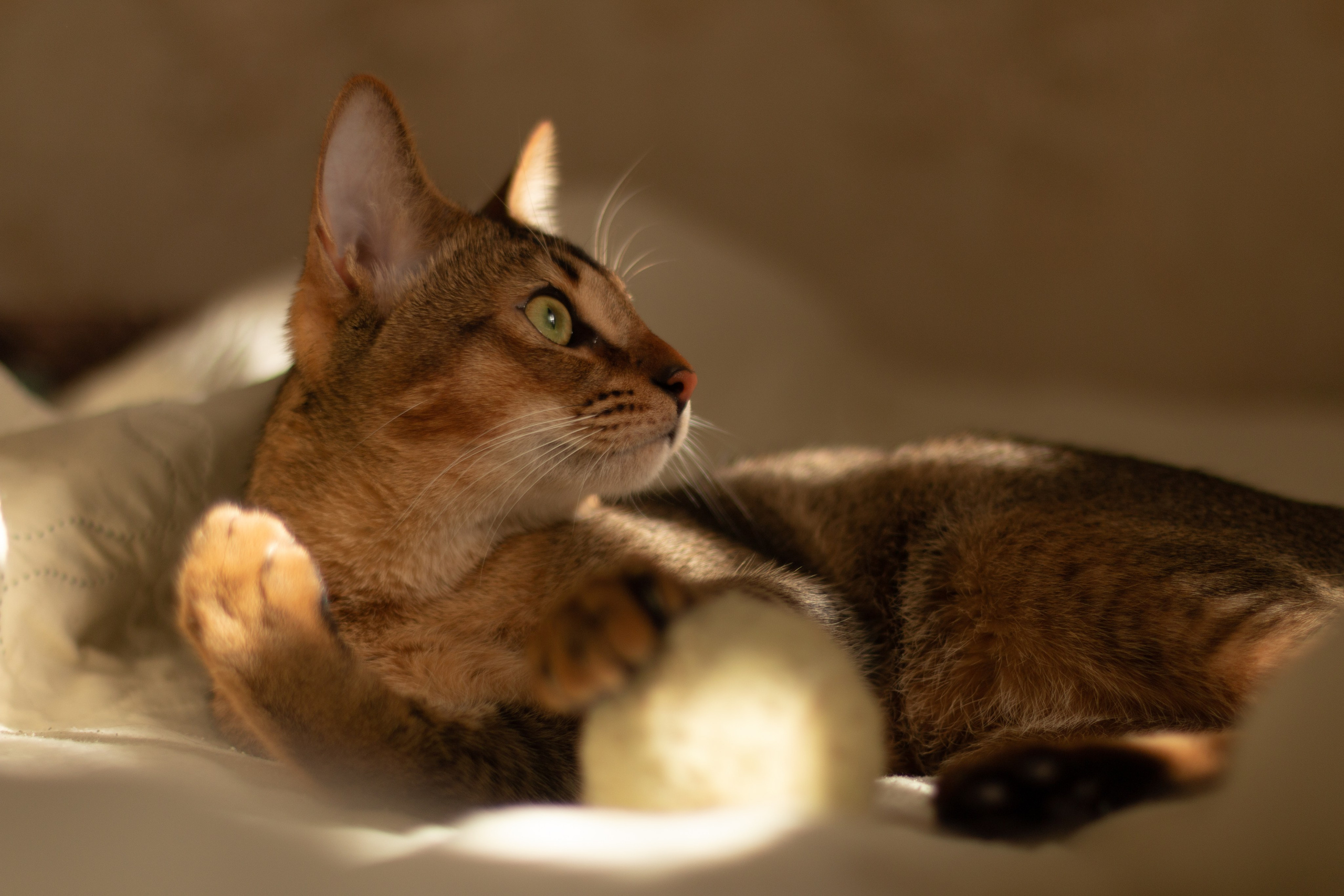 Мой котик. Фотограф в Сочи