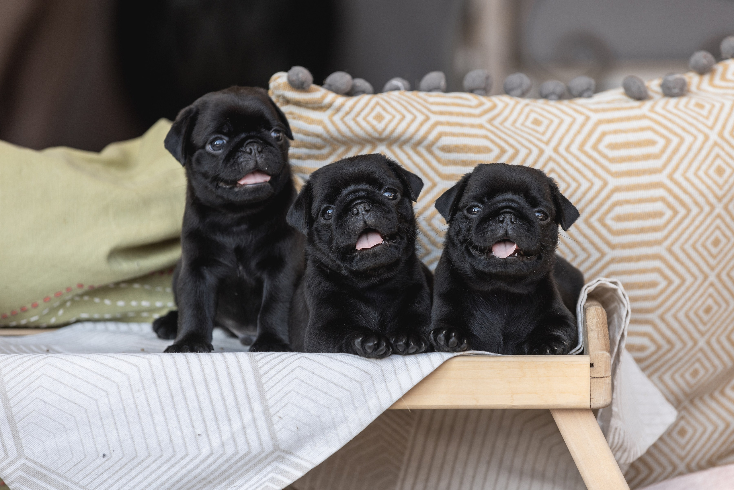 Собаки и не только. Фотограф Алена Звездина