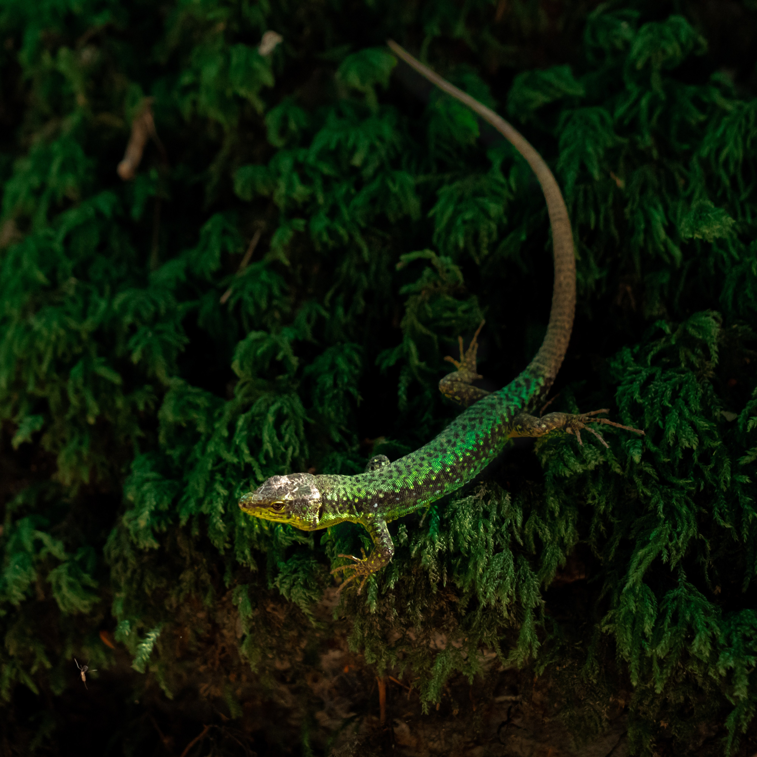 Путешествия и пейзаж. Репортажный фотограф в Красной Поляне и Сочи Павлюченко Екатерина