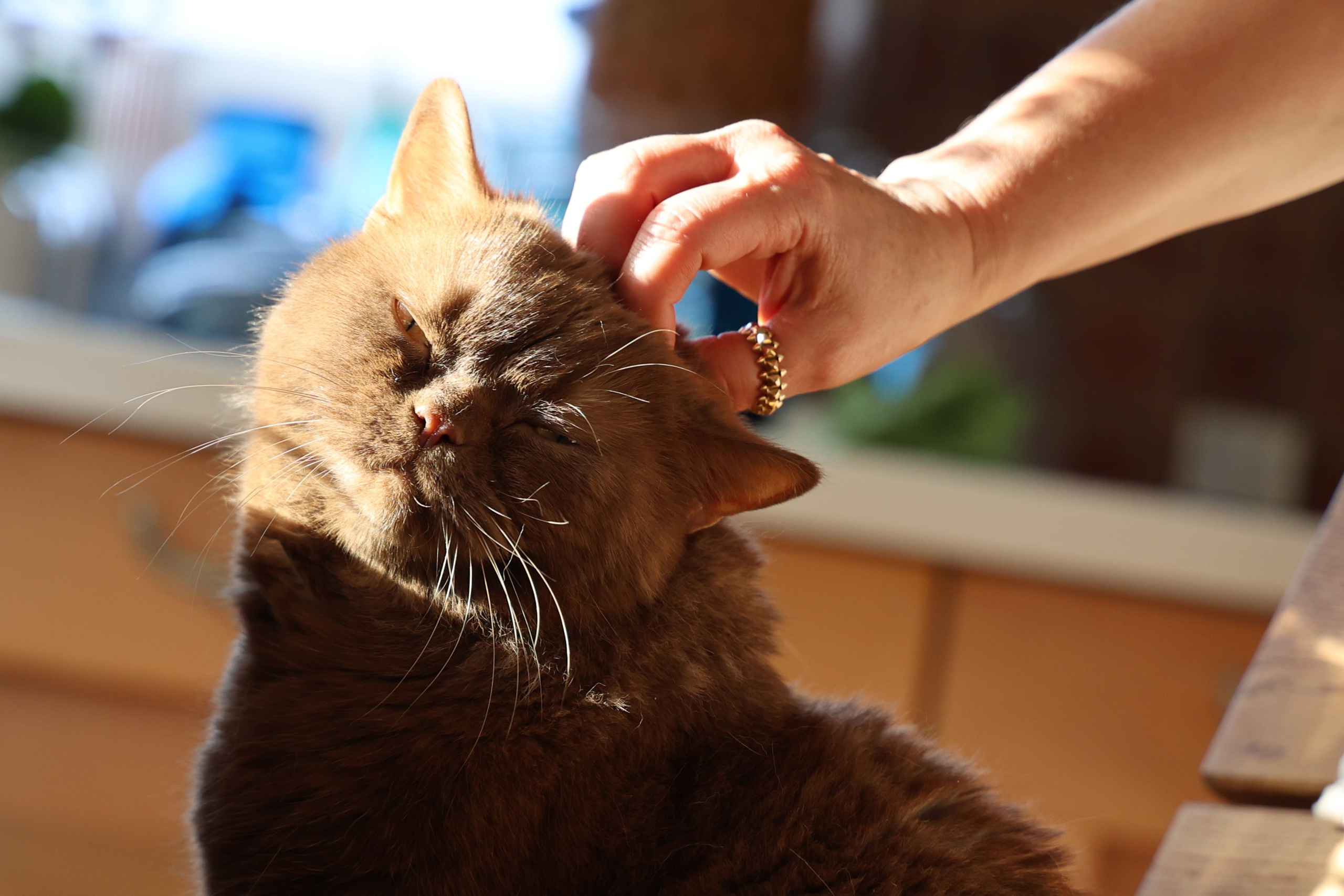 Любимое. Фотограф в Санкт-Петербурге Анна Сосновская