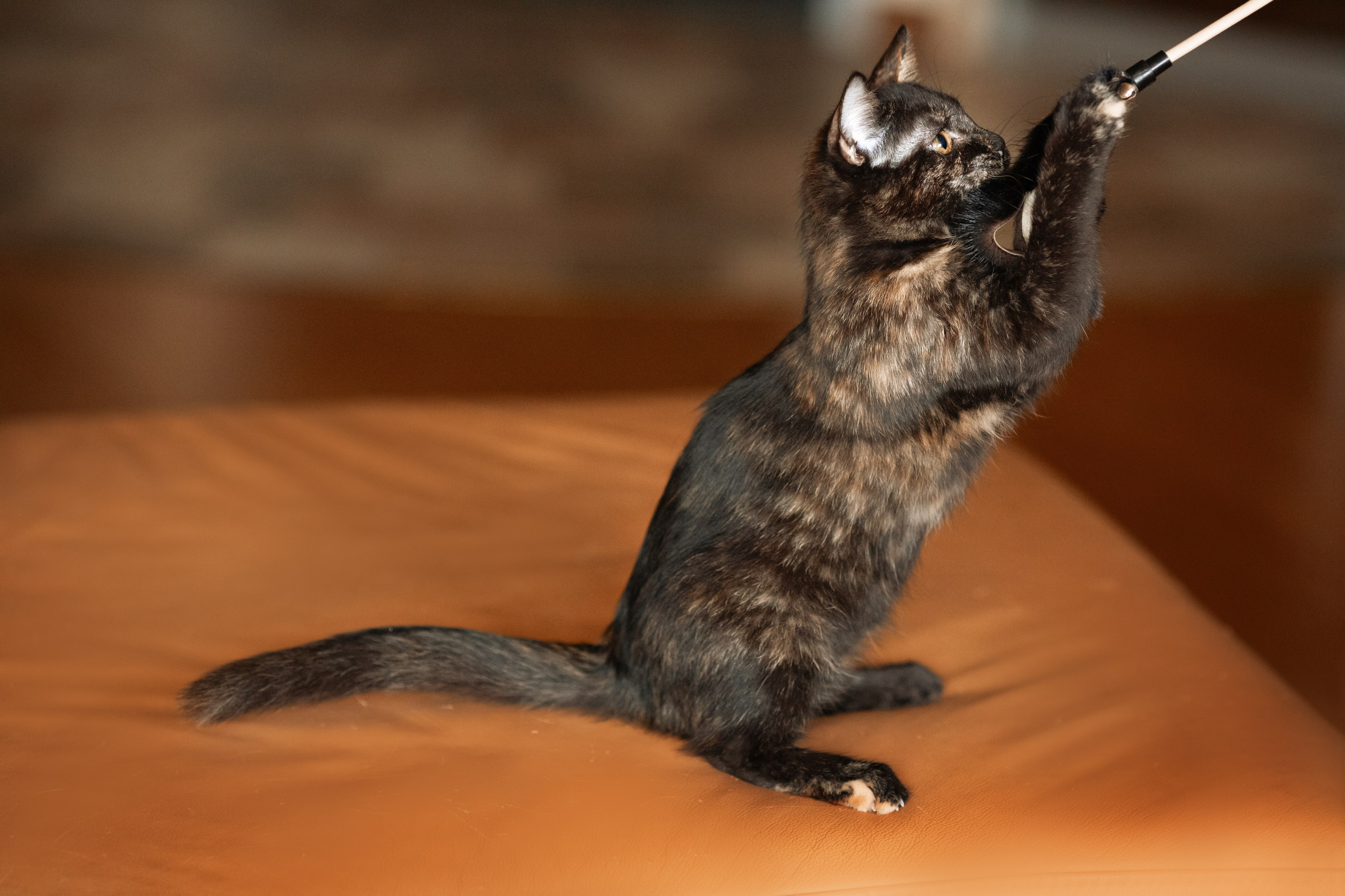 Котята в добрые руки. Арт фотограф в Минске Анастасия Корбут