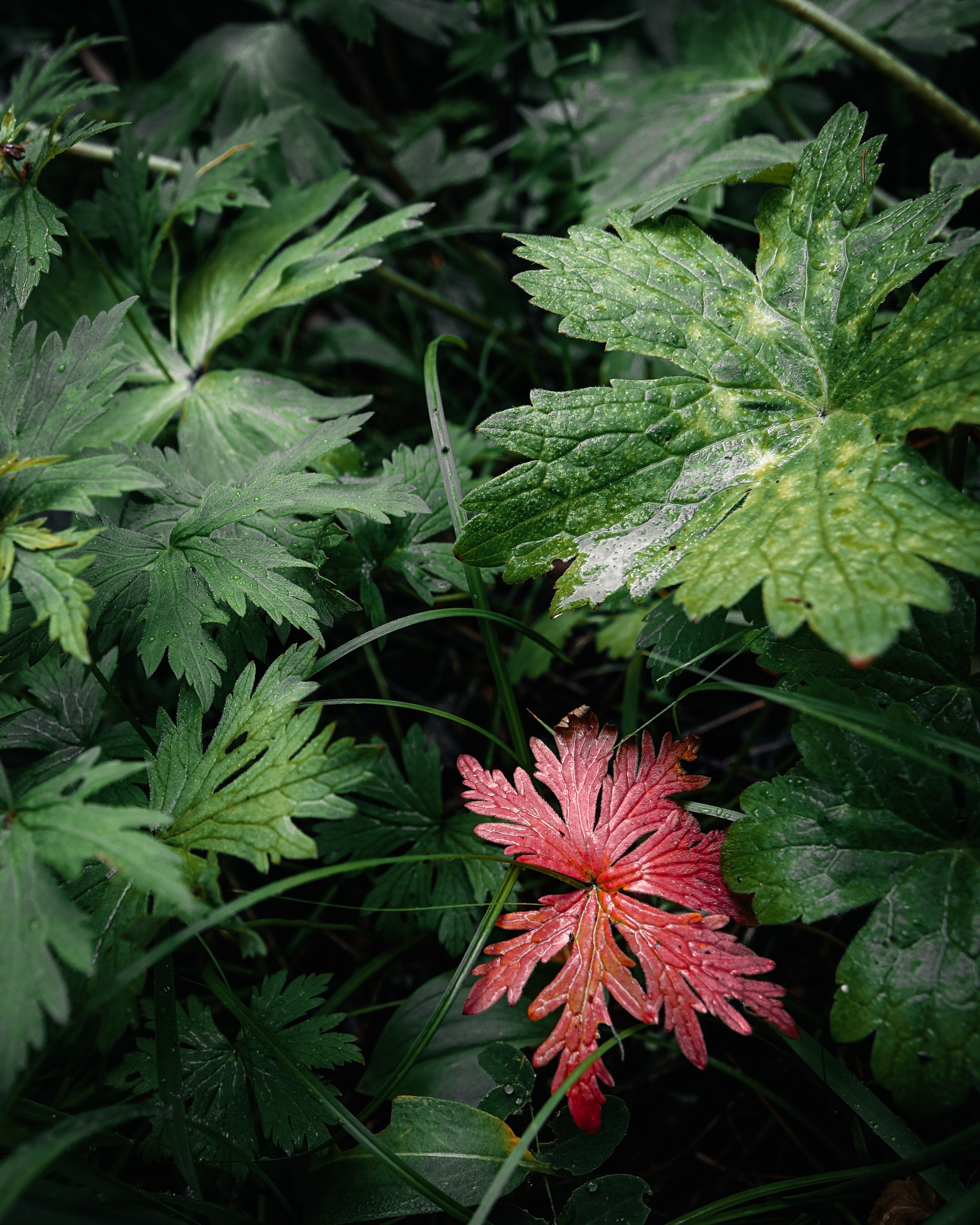Nature. AndreyRKT Photo