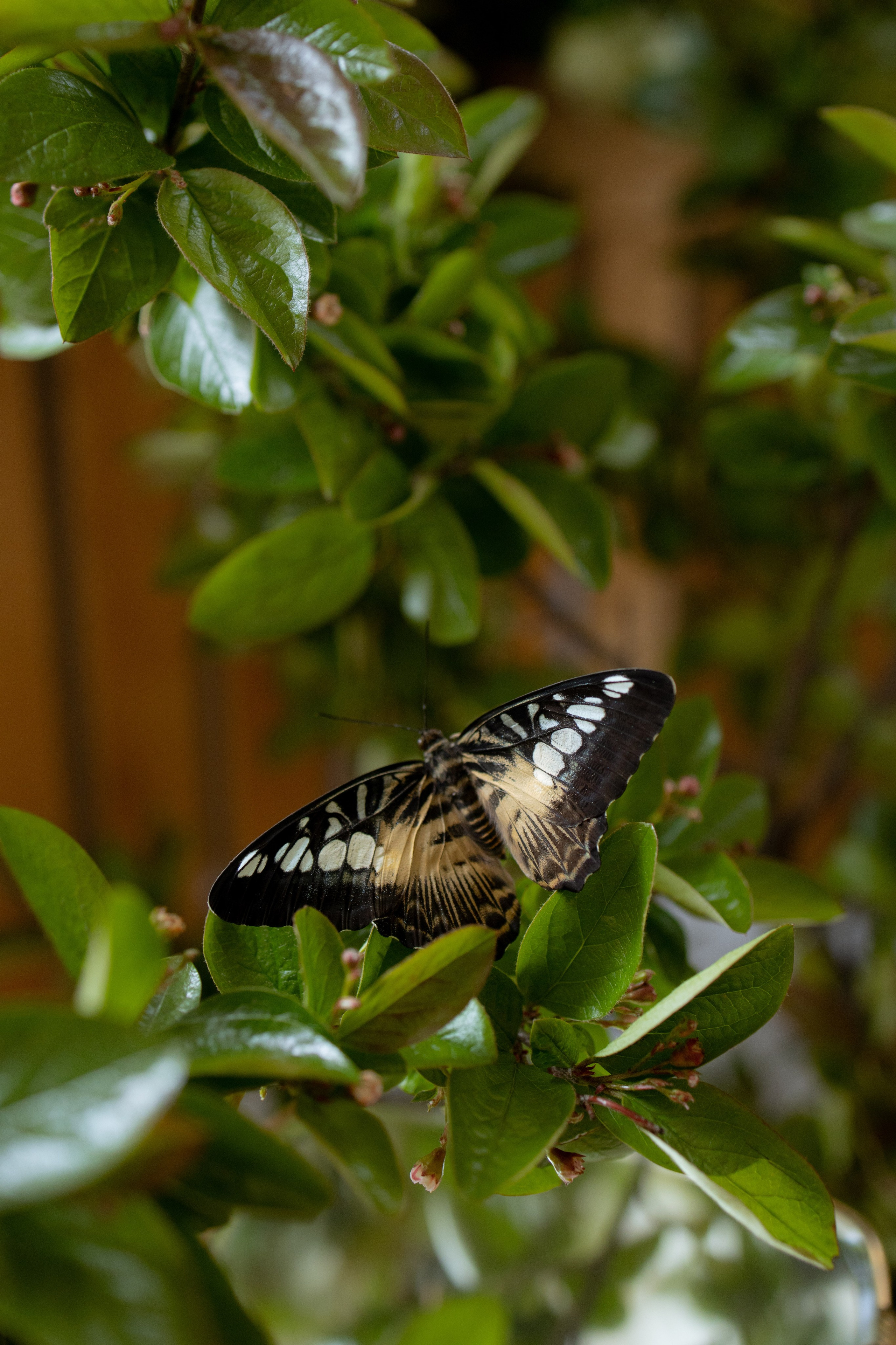 Утро Есении. Оформление свадеб, декор свадеб Вера Маркова, Москва