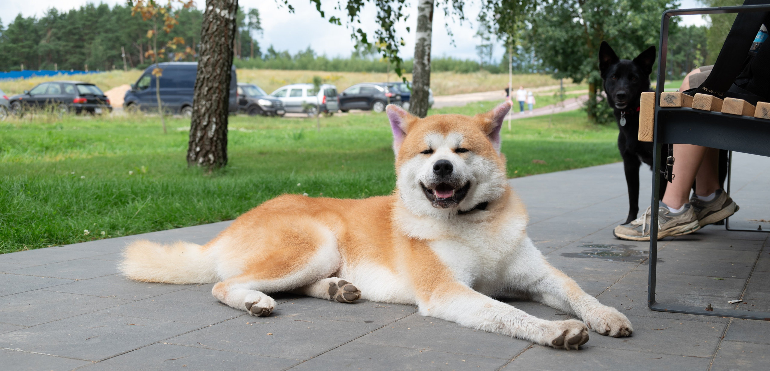 Pets Fest. Юлия Чайко, фотограф в Минске