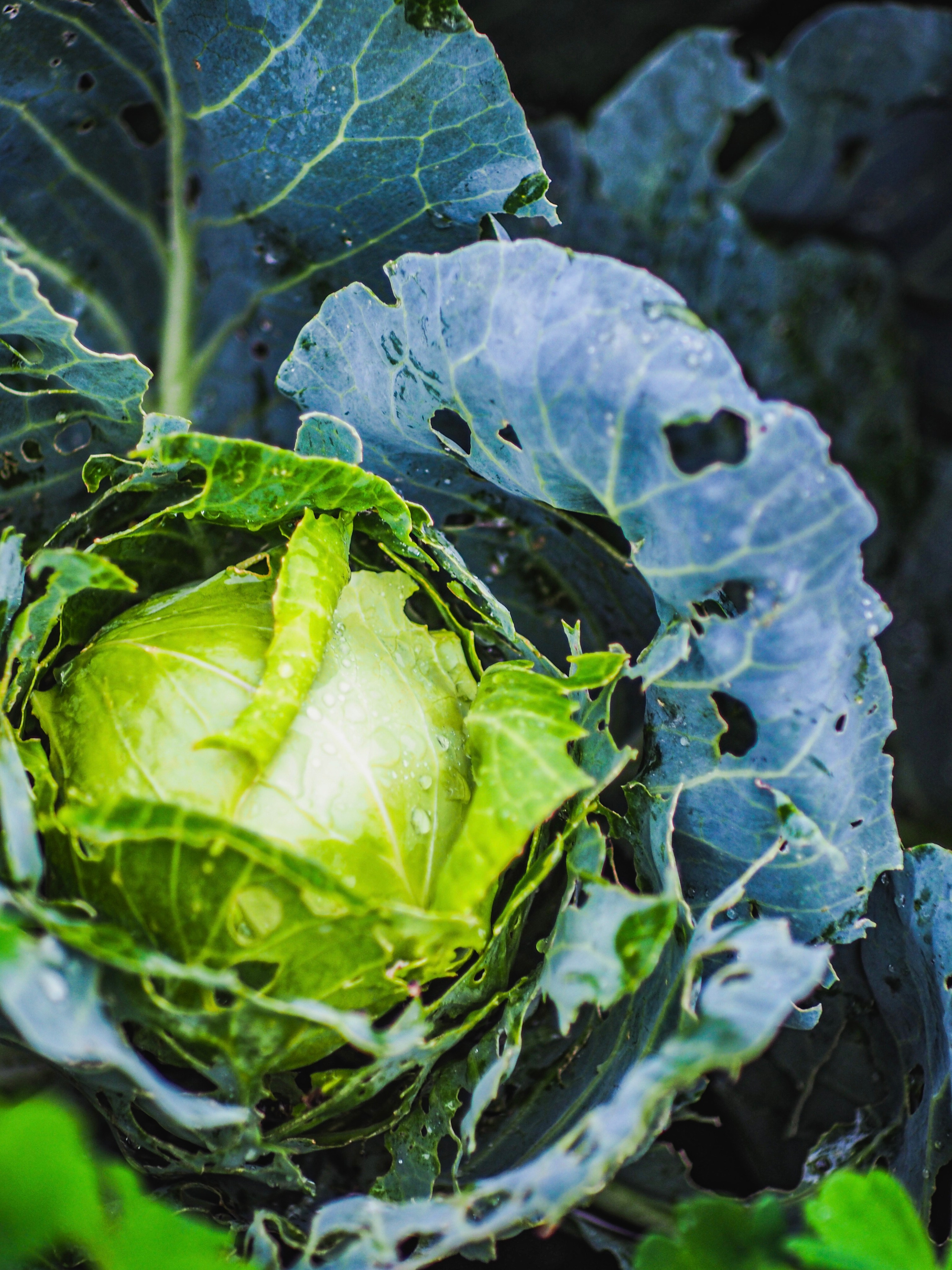 Природа/Животные