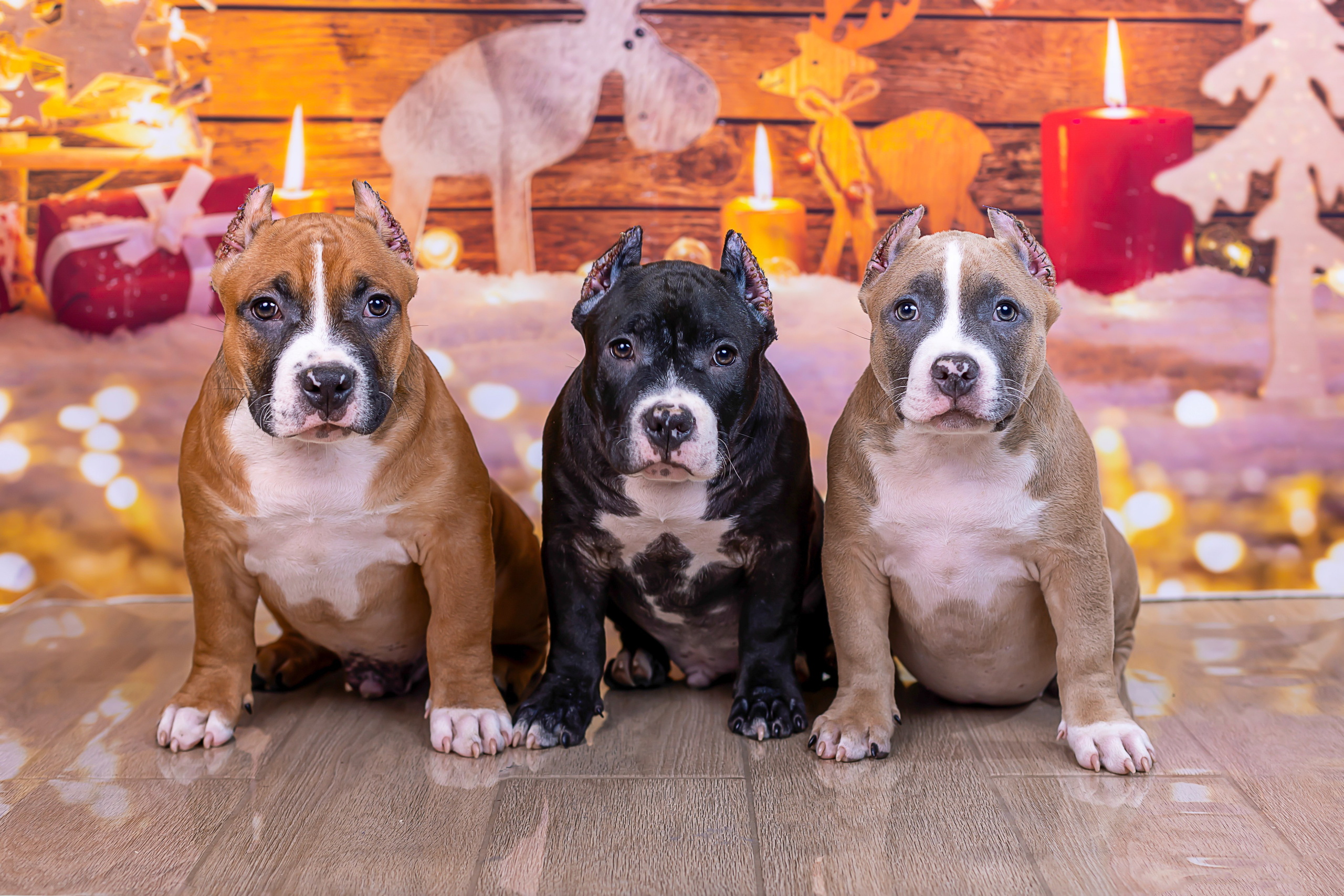 Американский булли!. Фотограф 📸 семейный, предметный, репортажный