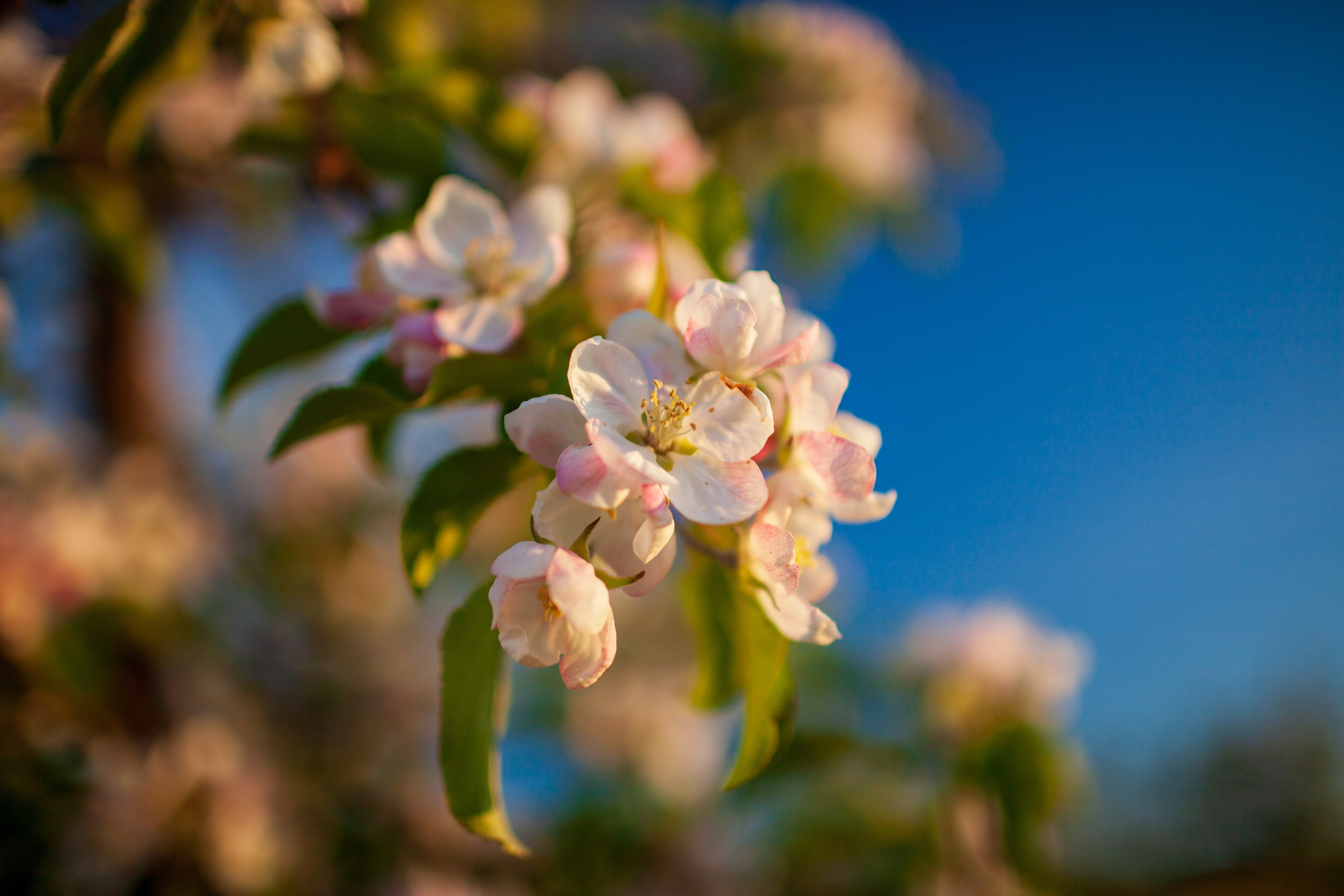 Яблоневый цвет. Фотохудожник Артём Парамонов