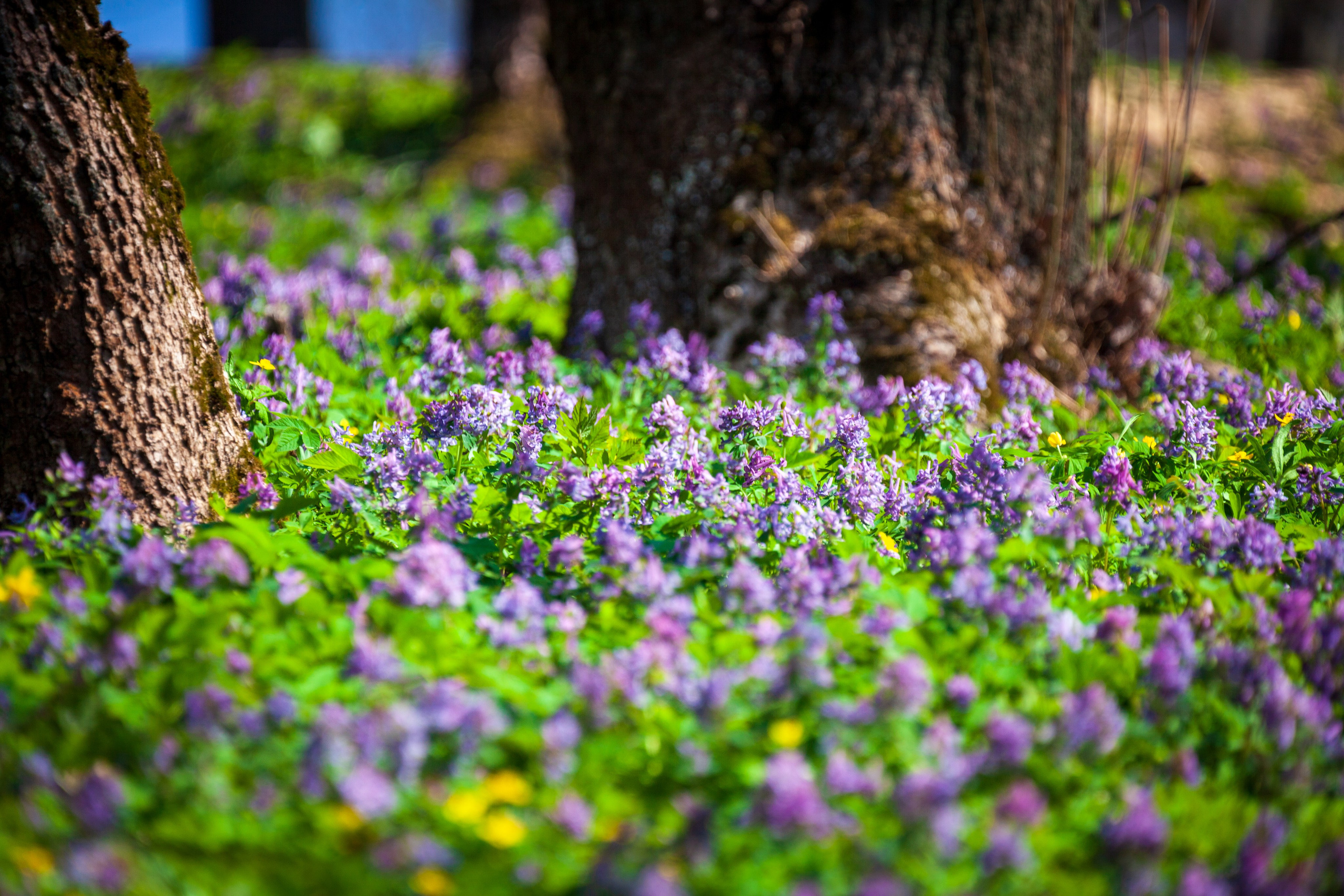 Весеннее настроение. Фотохудожник Артём Парамонов