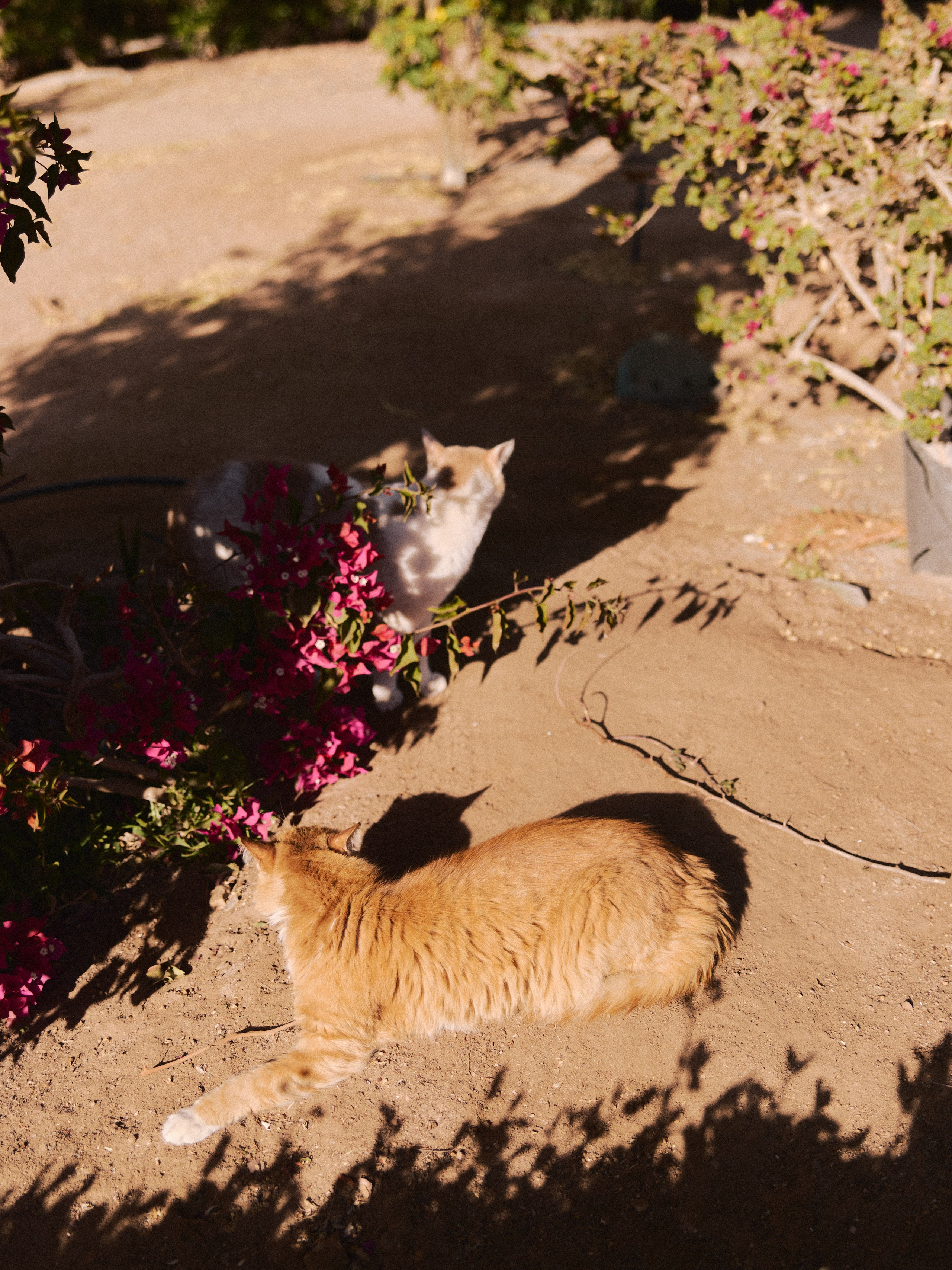 Другое 2. Jorgis Talè — photographer, kind person, teacher of arts and other mag