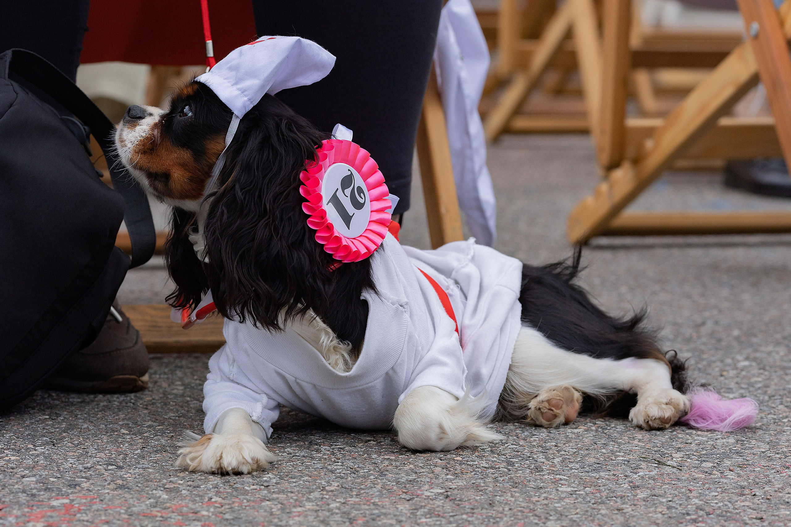Petshop Days 2026. Репортажный фотограф