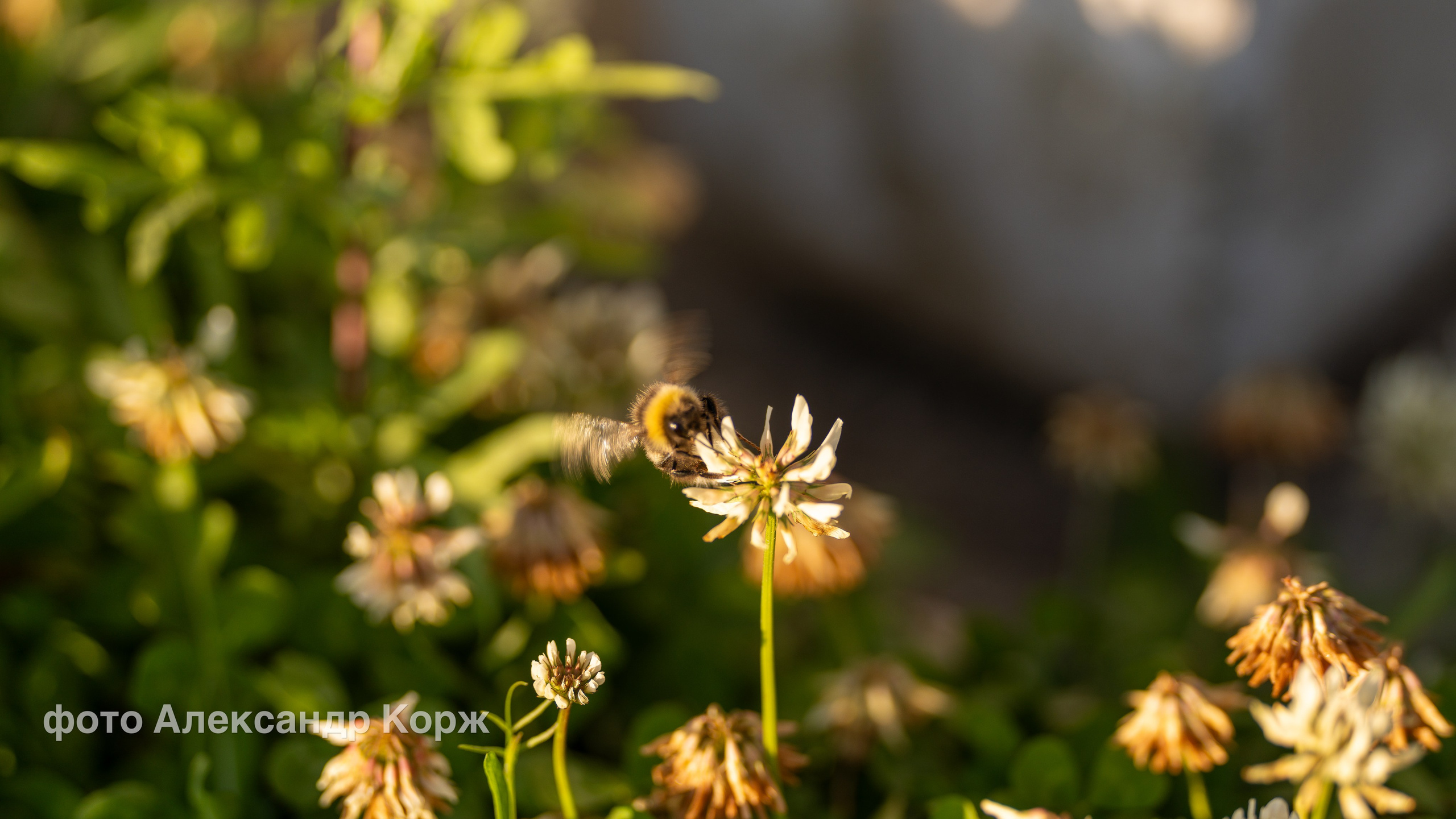 Животные. Фотографии и видеосъемка, Айхал, Удачный, Якутия. Фотографии Айхал