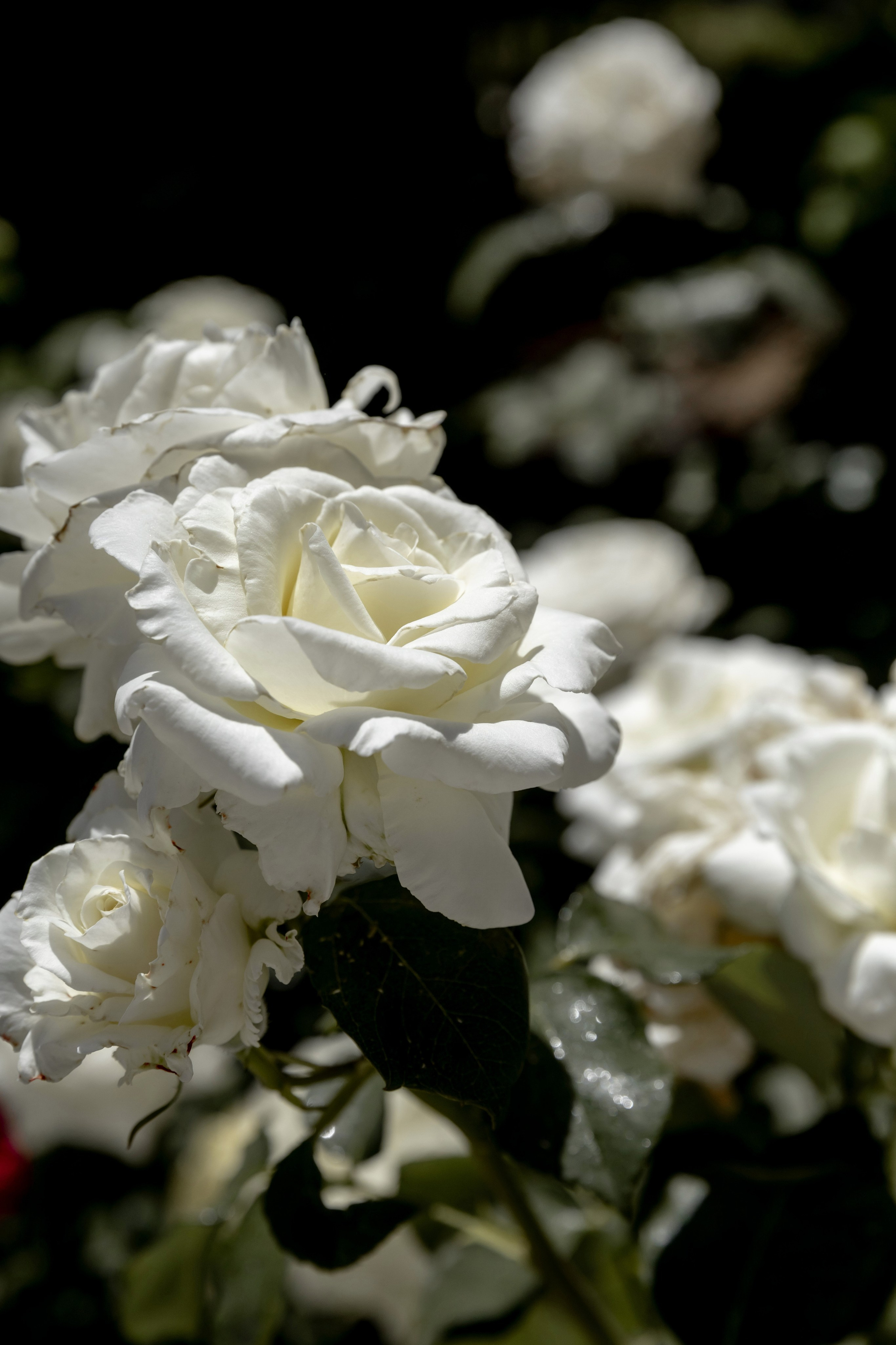 06/06/2025. Свадебный и семейный фотограф в Севастополе и в Крыму Анастасия Корчак