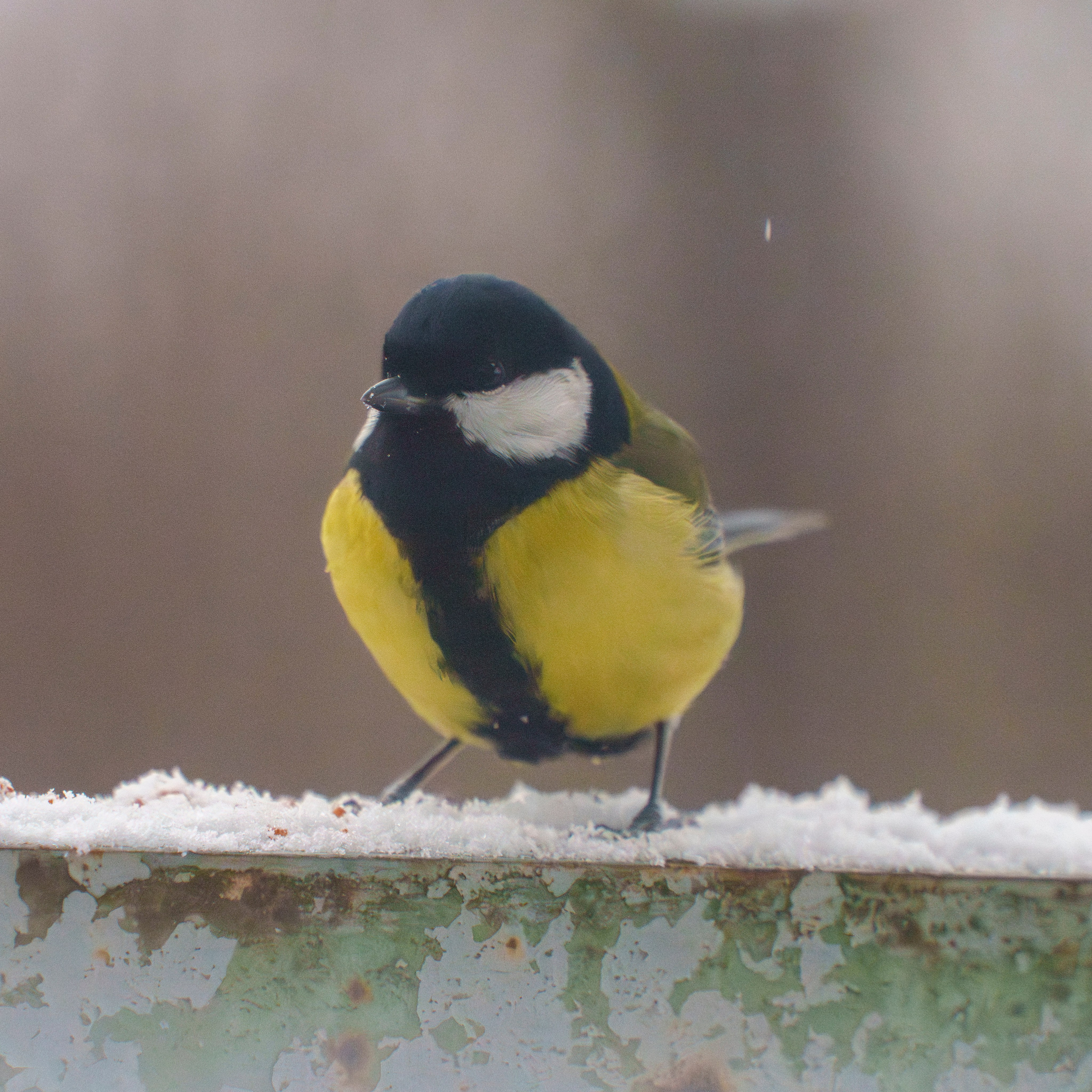 Animals — Животные