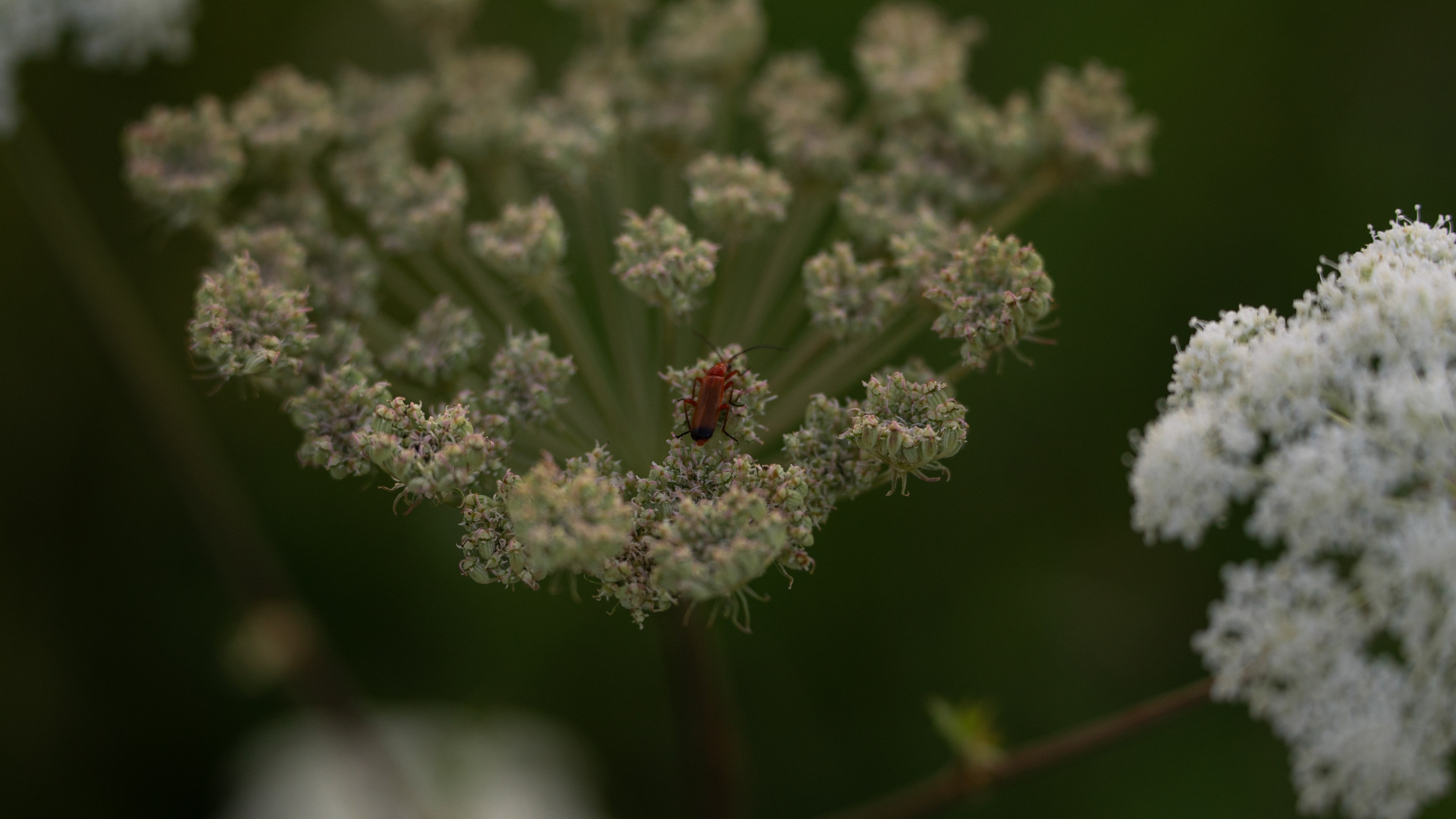 ATMOSPHERE. Фотограф Юрина Ксения Москва