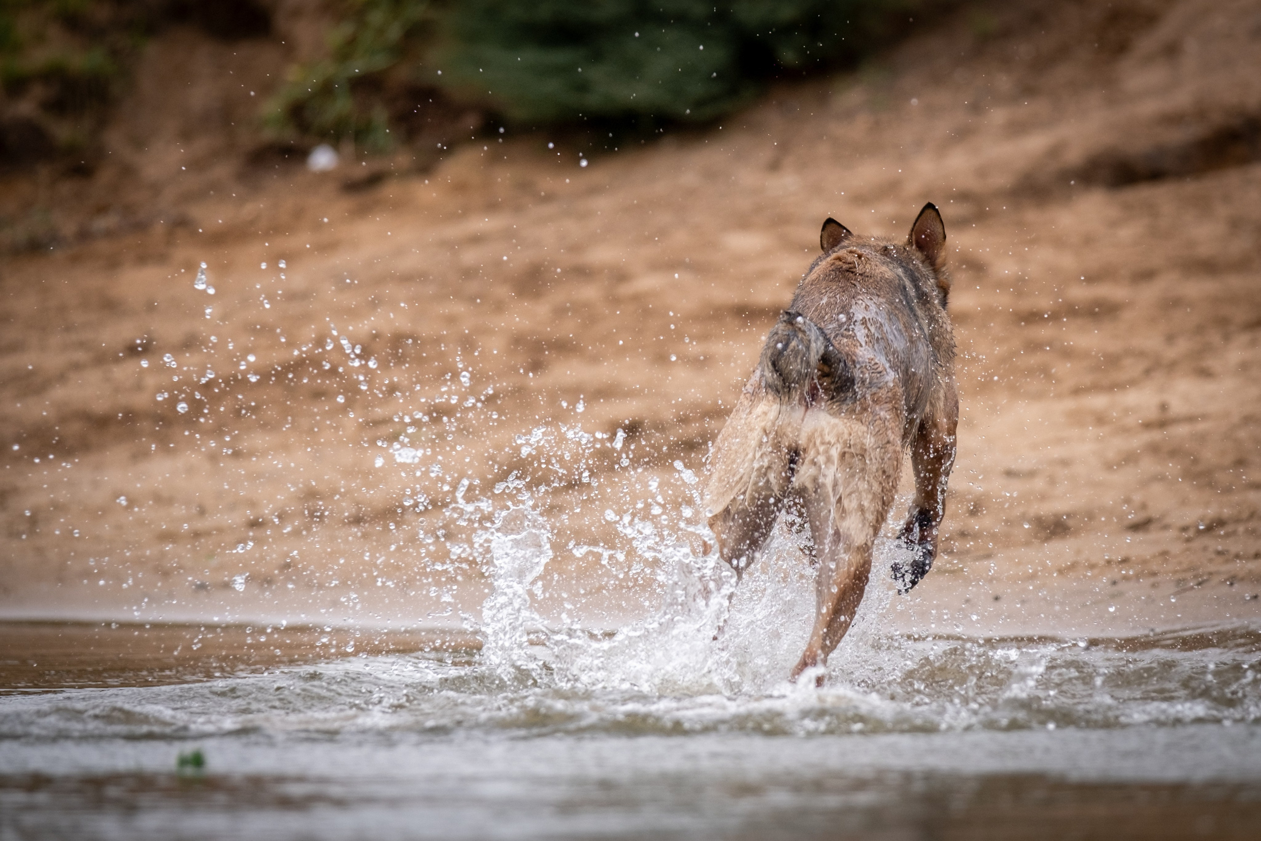 Надя и Луна. Зоофотограф, фотограф животных в Москве и области Дина Дамоцева