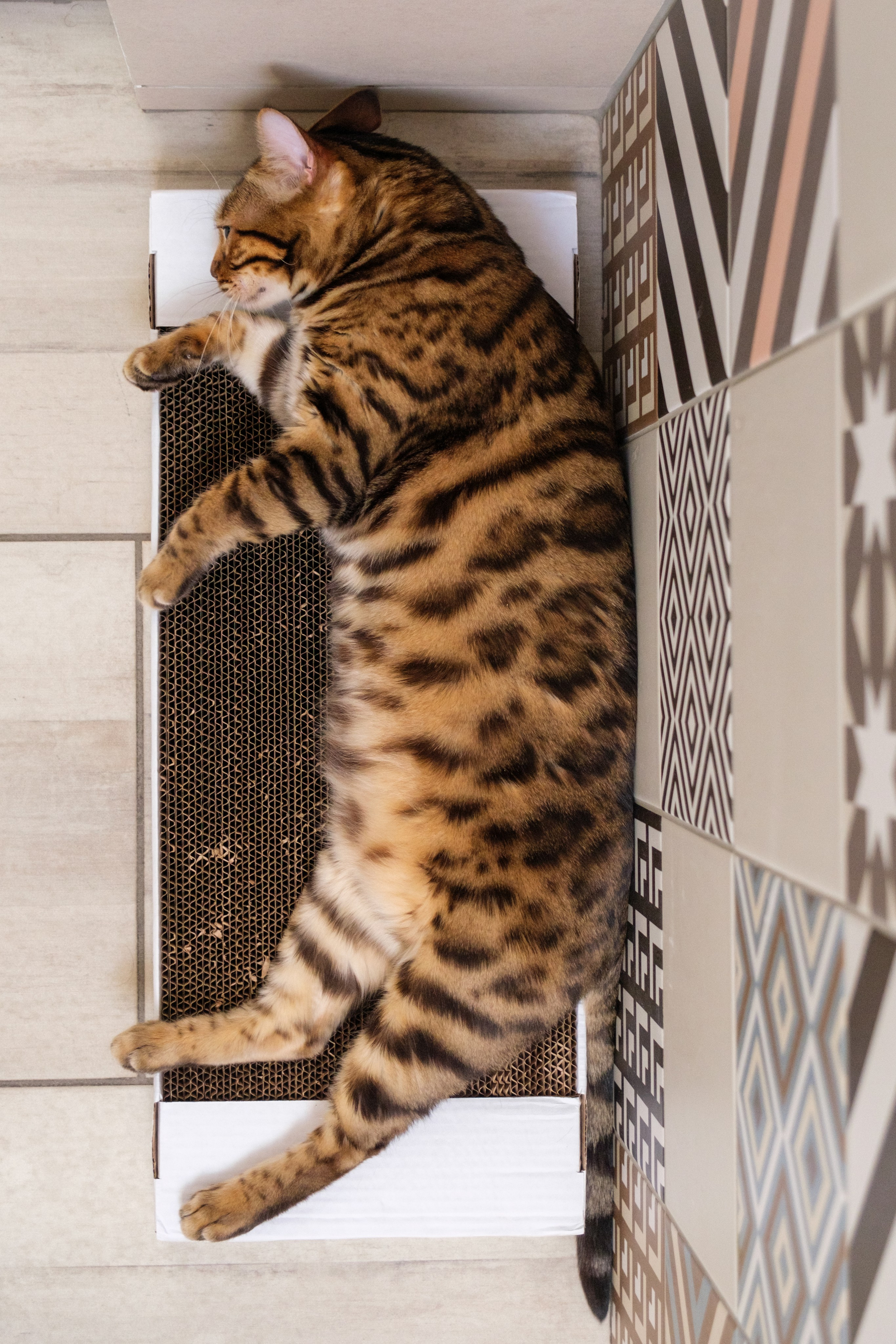 Когтеточки из картона. Зоофотограф, фотограф животных в Москве и области Дина Дамоцева