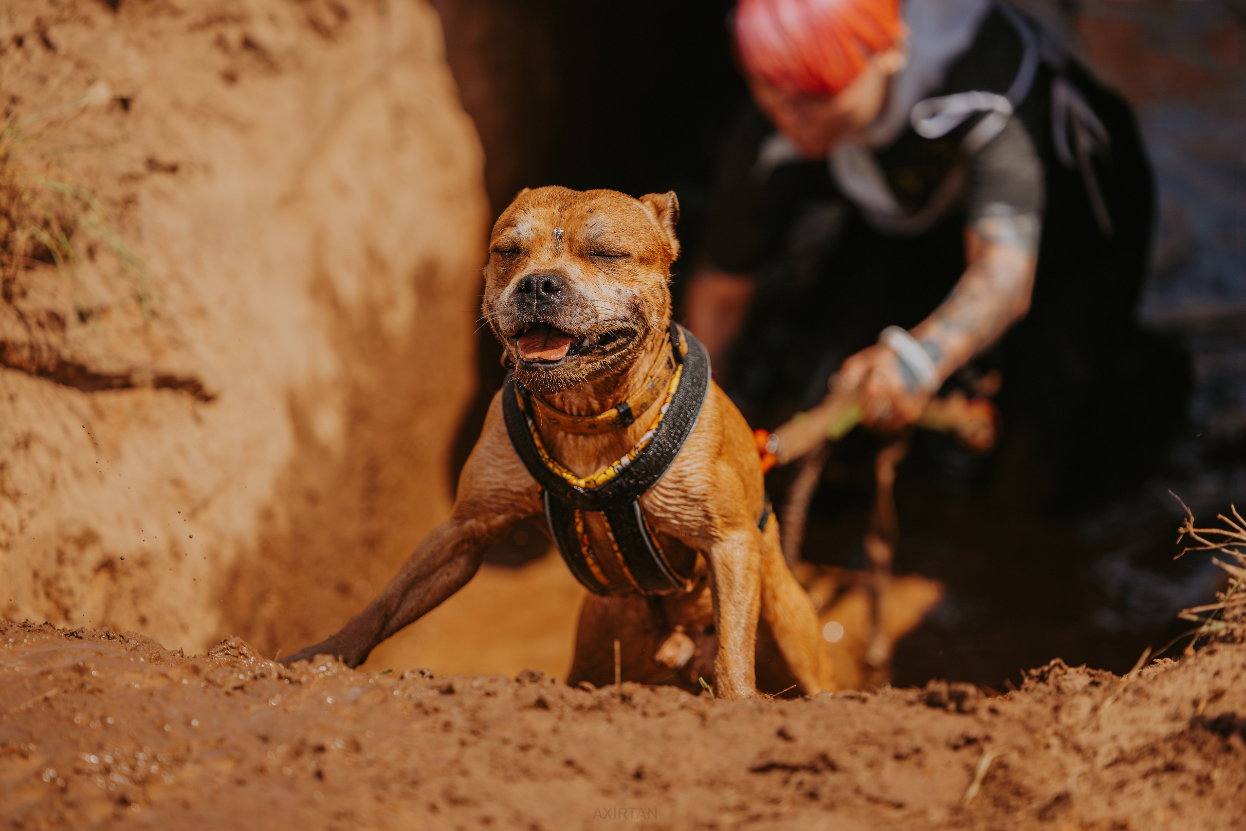 Шмель. BLGKV питомник собак