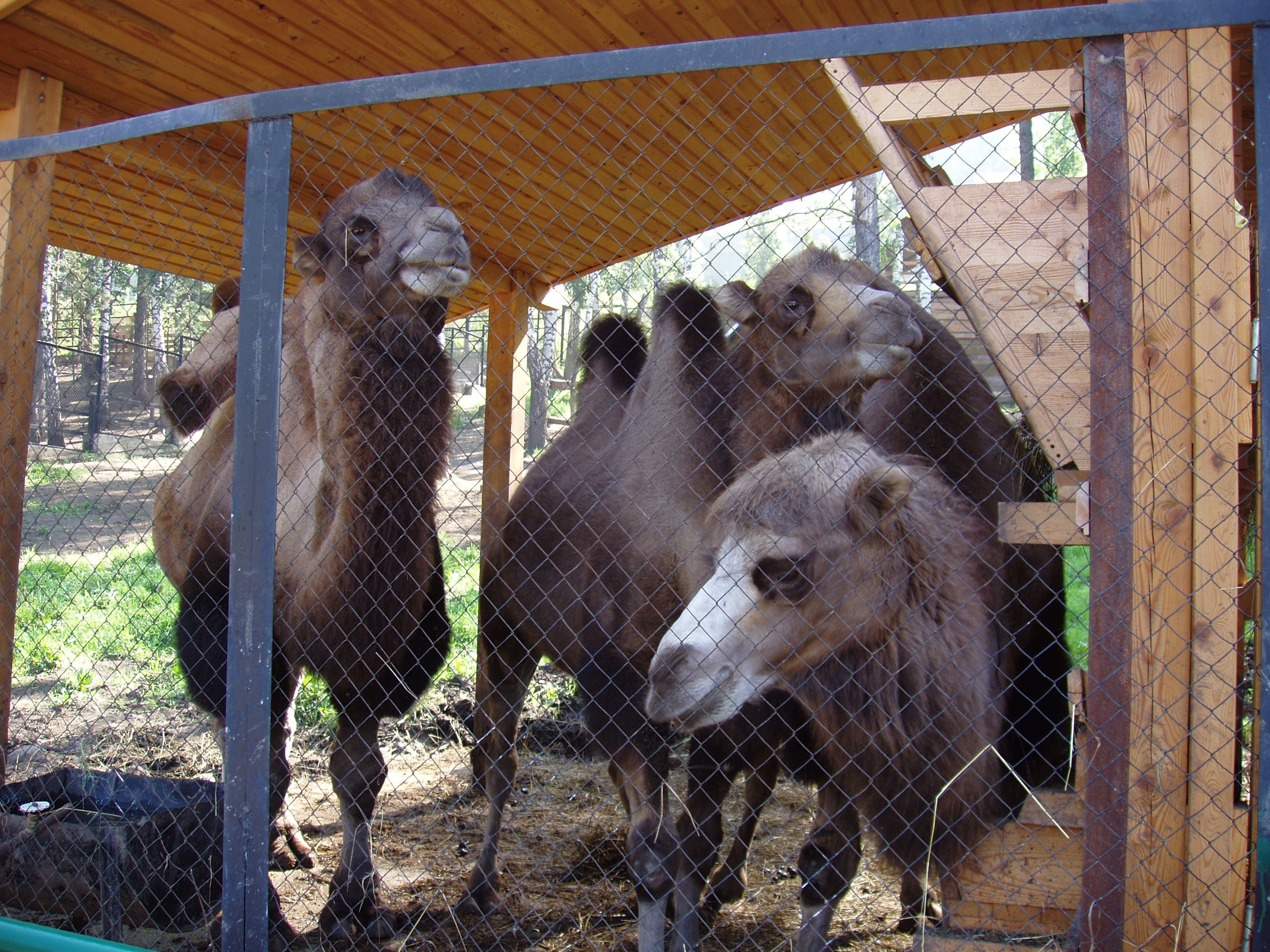 Роев Ручей 21.08.2005. Семейный, Свадебный фотограф СПБ Питер— Романова Екатерина