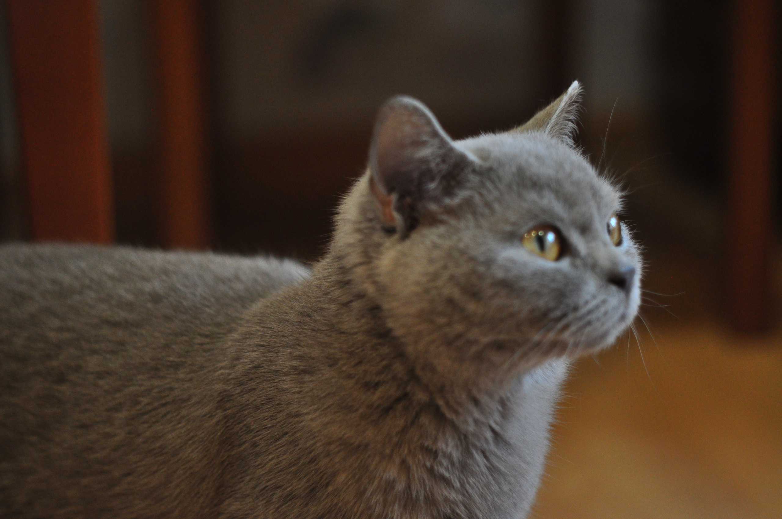 Октябрь. Семейный, Свадебный фотограф СПБ Питер— Романова Екатерина