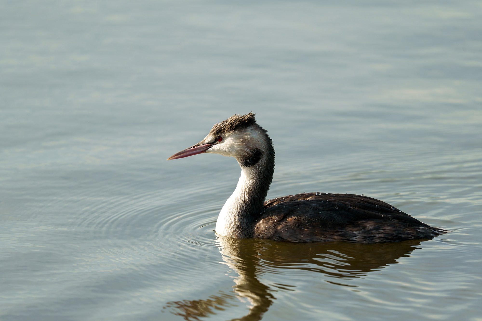 Удивительные мир птиц. Вокруг нас столько прекрасного — присмотритесь!. Ваш личный фотограф Марина Волкова