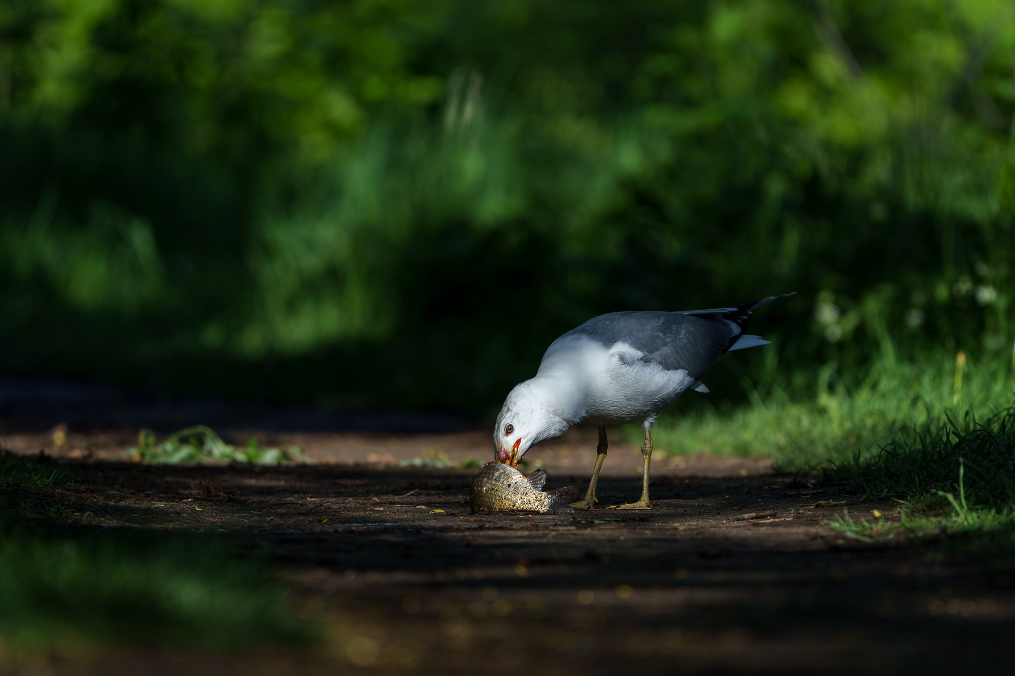 Удивительные мир птиц. Вокруг нас столько прекрасного — присмотритесь!. Ваш личный фотограф Марина Волкова