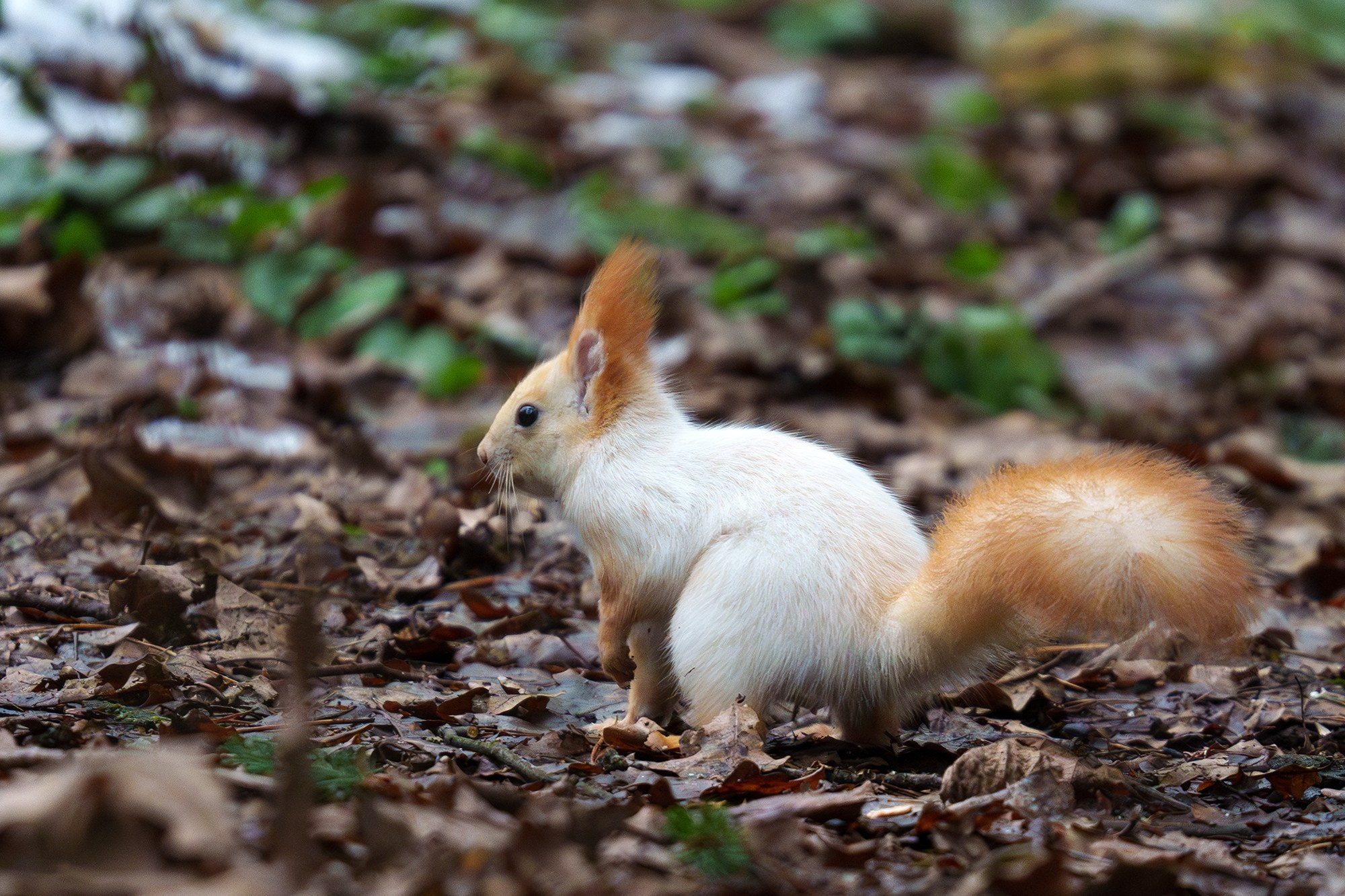 Животные. Ваш личный фотограф Марина Волкова