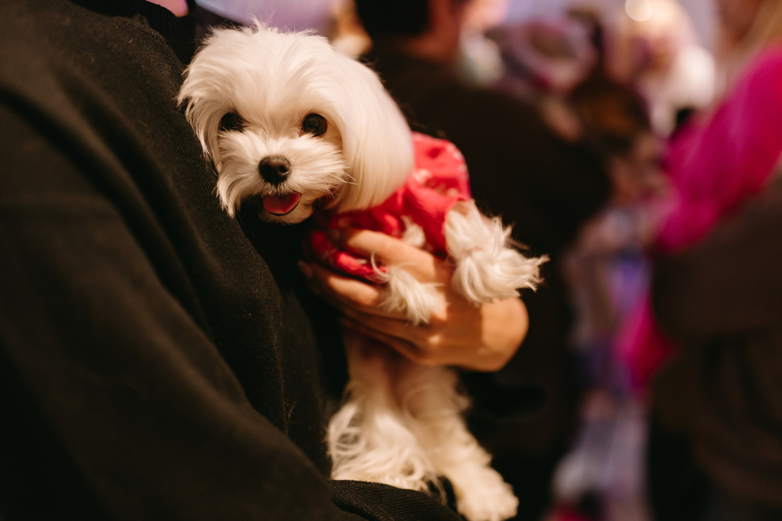 Frisky Dog Day. Фотограф Ирина Авдеева