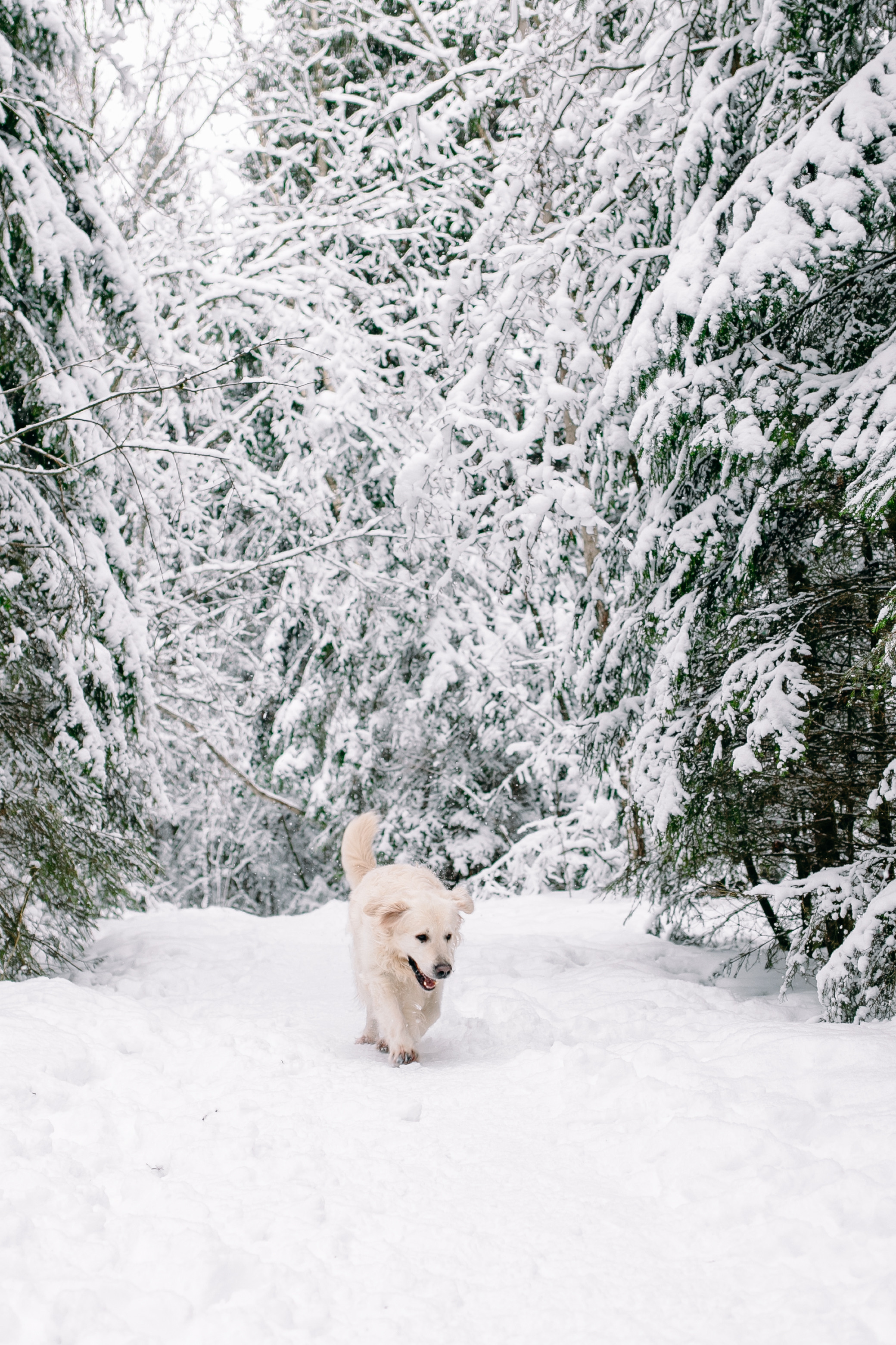 Снежный день в еловом лесу. Портретный фотограф в Минске Анна Волейко