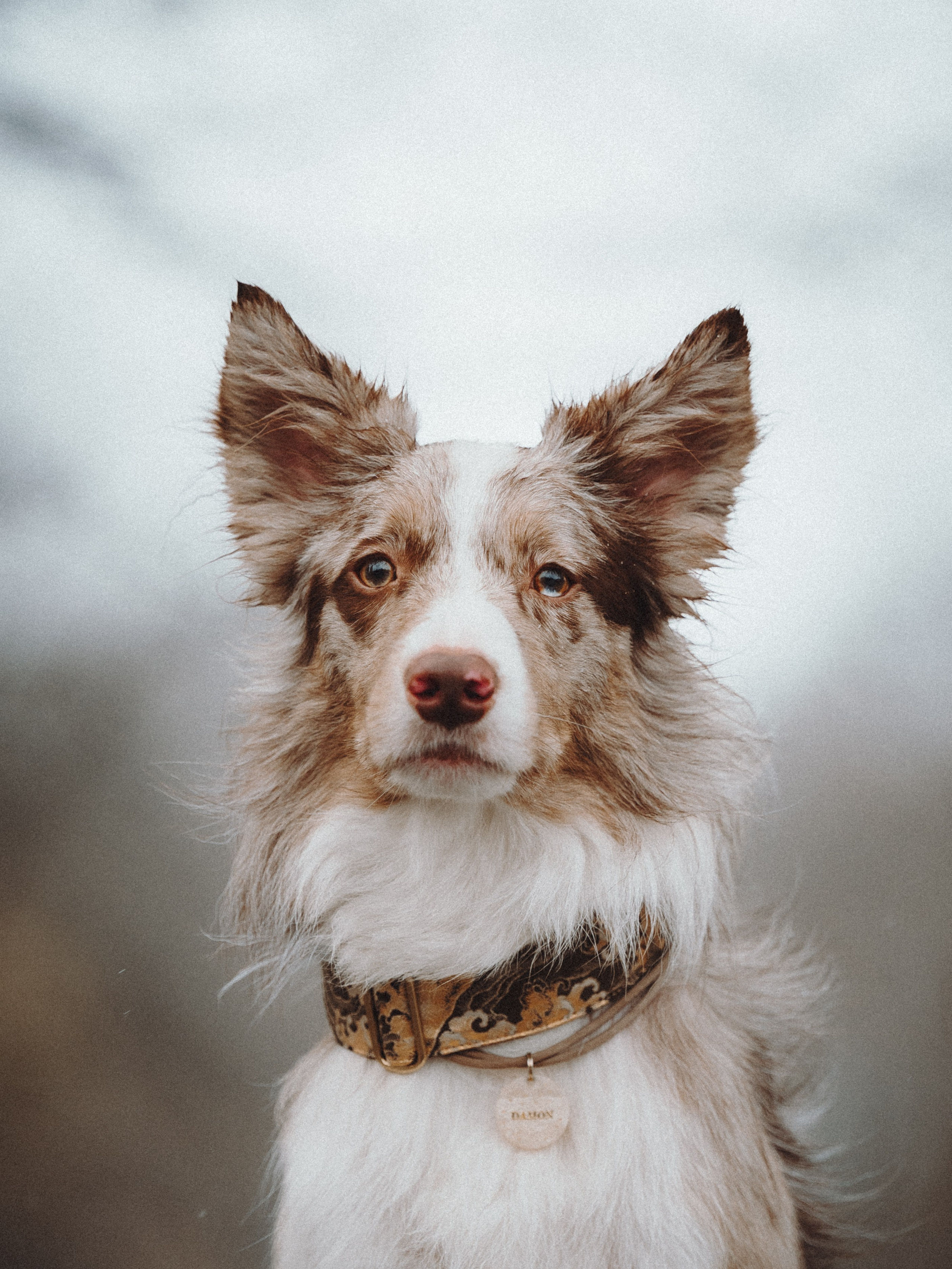 Аня и Дэймон. Семейный фотограф анималист Ананьева Мария — Москва