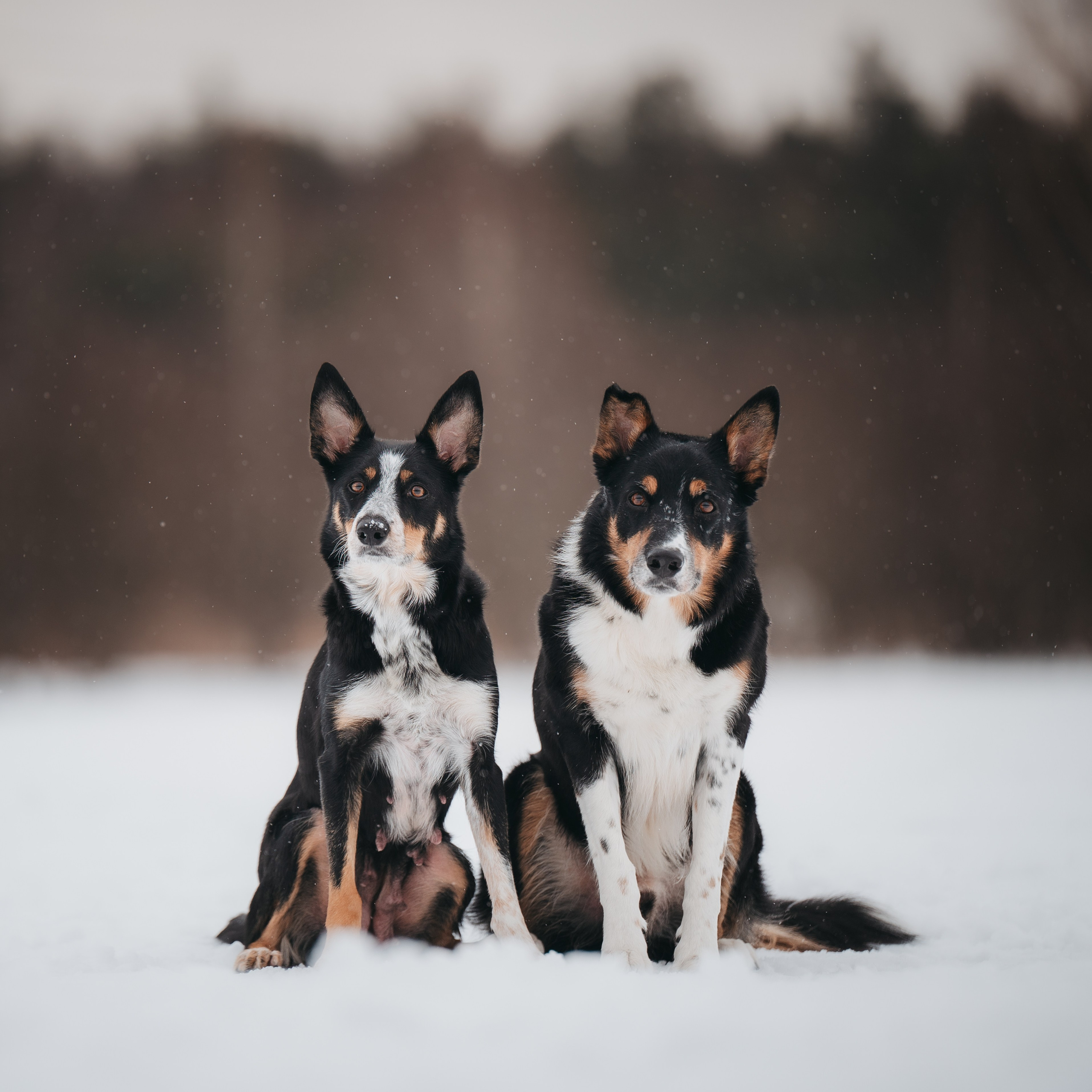 Бордер колли. Семейный фотограф анималист Ананьева Мария — Москва