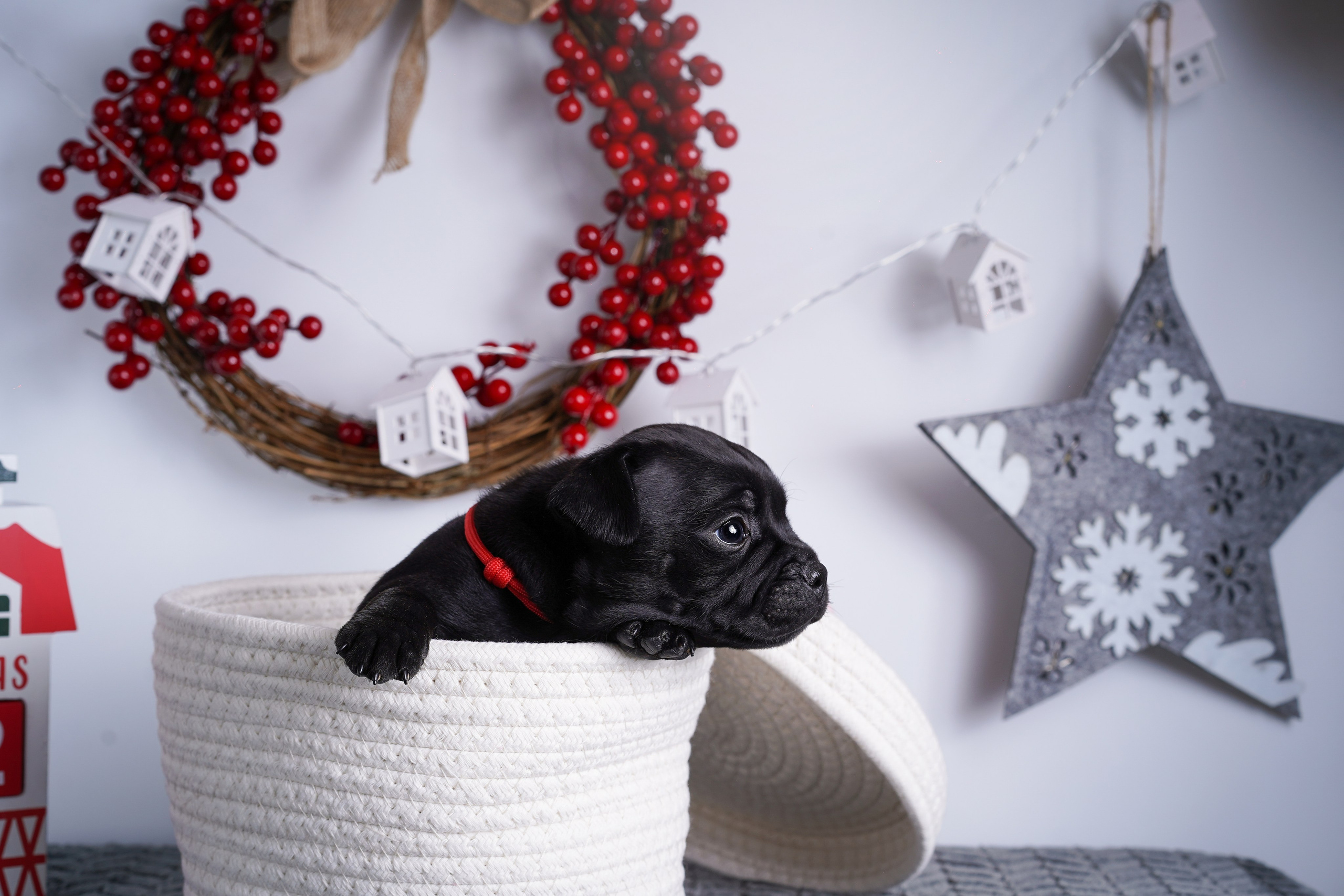 Щенки стаффи. Фотограф-анималист в Санкт-Петербурге Яна Мартынова