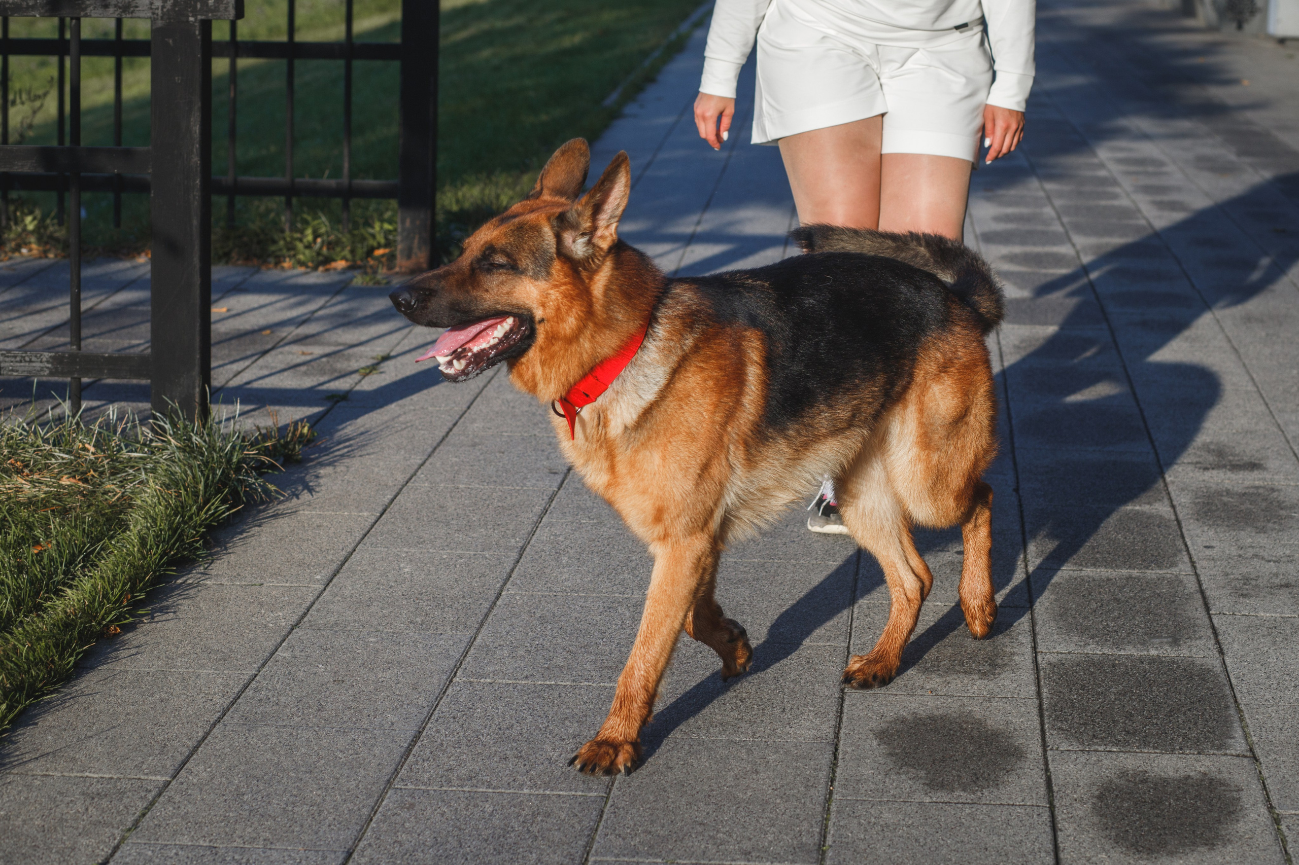 Фотопрогулка молодой девушки и ее собаки летним утром в парке. Семейный и школьный фотограф в Москве Анна Ткач