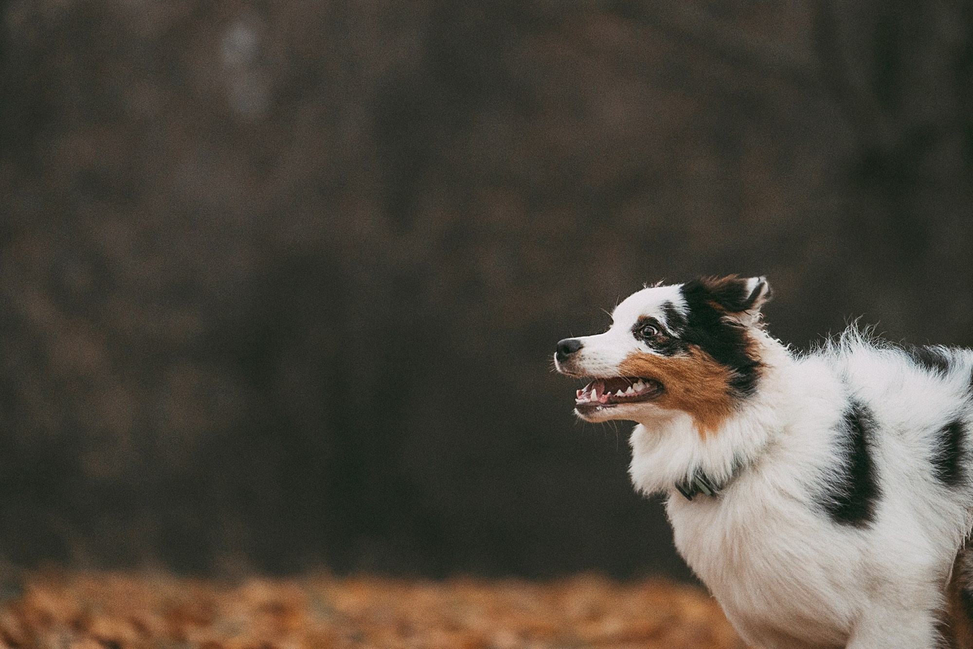 Лиза и Бублик. Фотограф анималист в Москве и Санкт-Петербурге Свиридова Анна